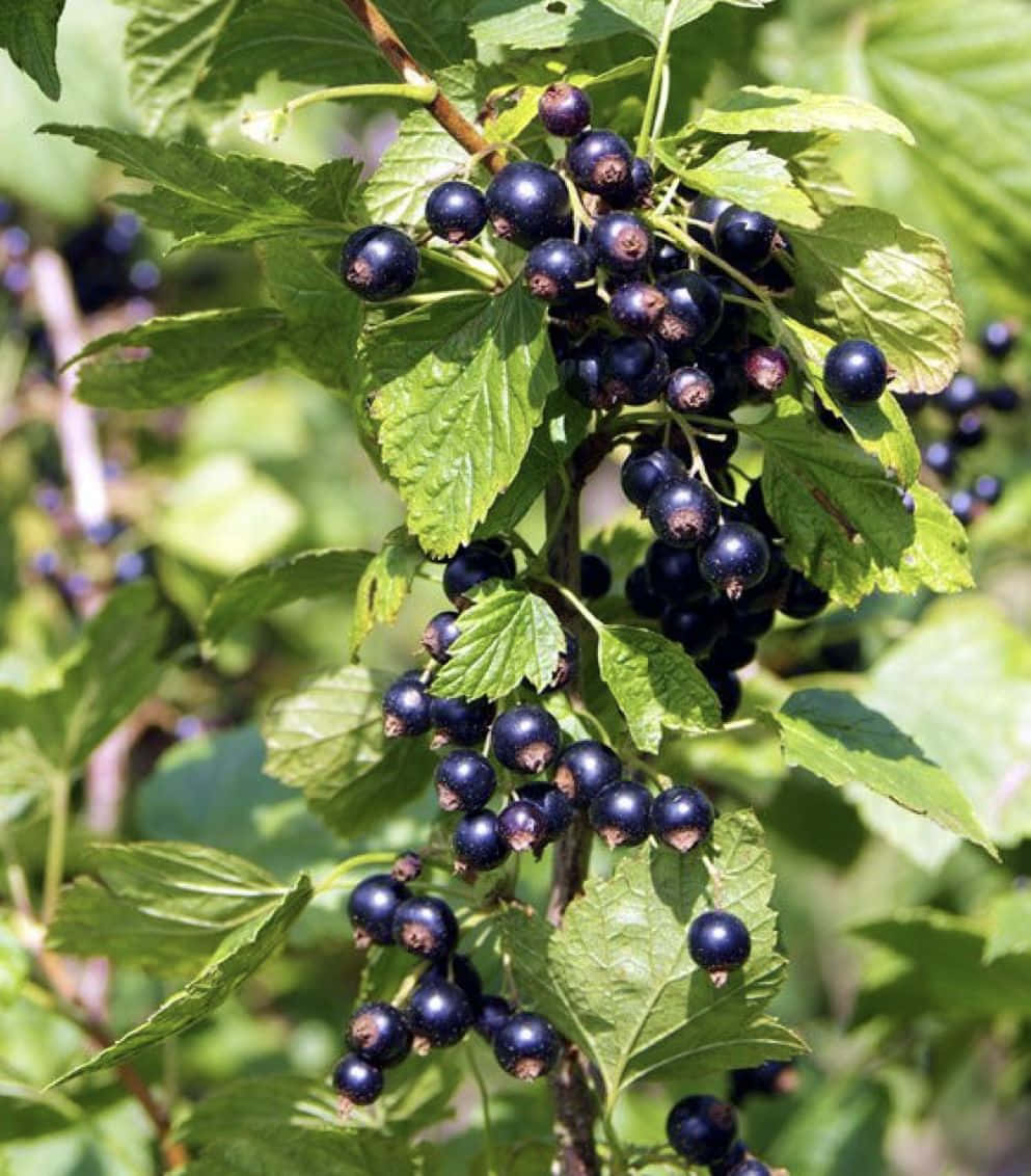 Black Currant 桌布 壁紙 — 成熟的黑加侖子在陽光照耀的枝條上閃閃發光，周圍環繞著充滿活力的綠葉。