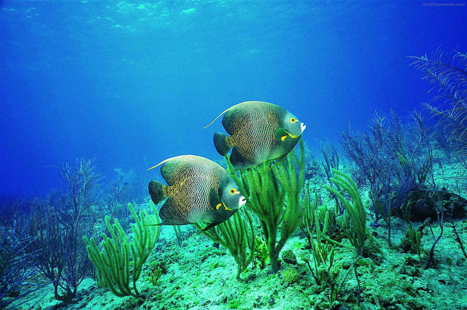 兩條神仙魚在明亮的海底，在綠色海扇和珊瑚附近游泳。