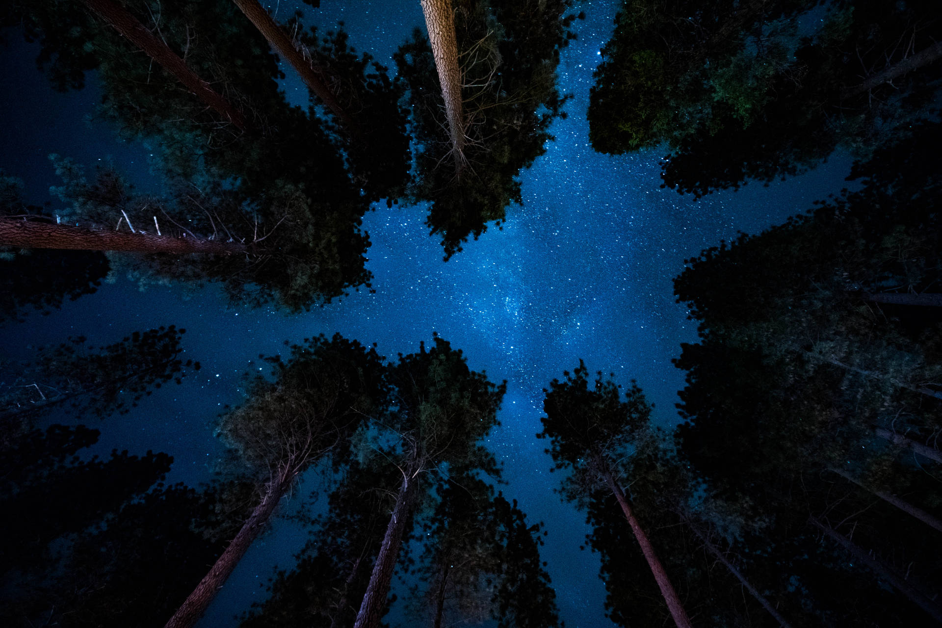 高聳的松樹框起充滿活力的星空之夜。