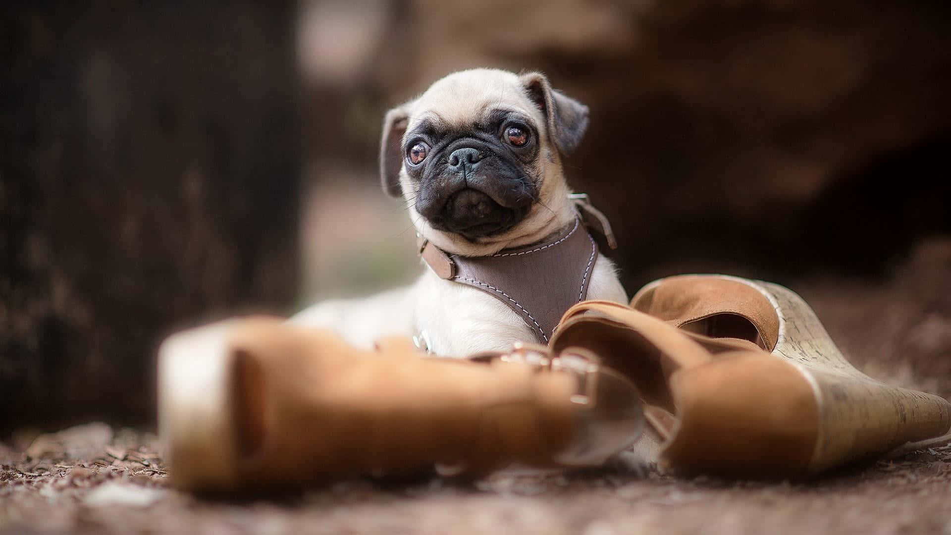 一隻穿著胸背帶的巴哥犬幼犬在樹林地區的一雙靴子附近休息。