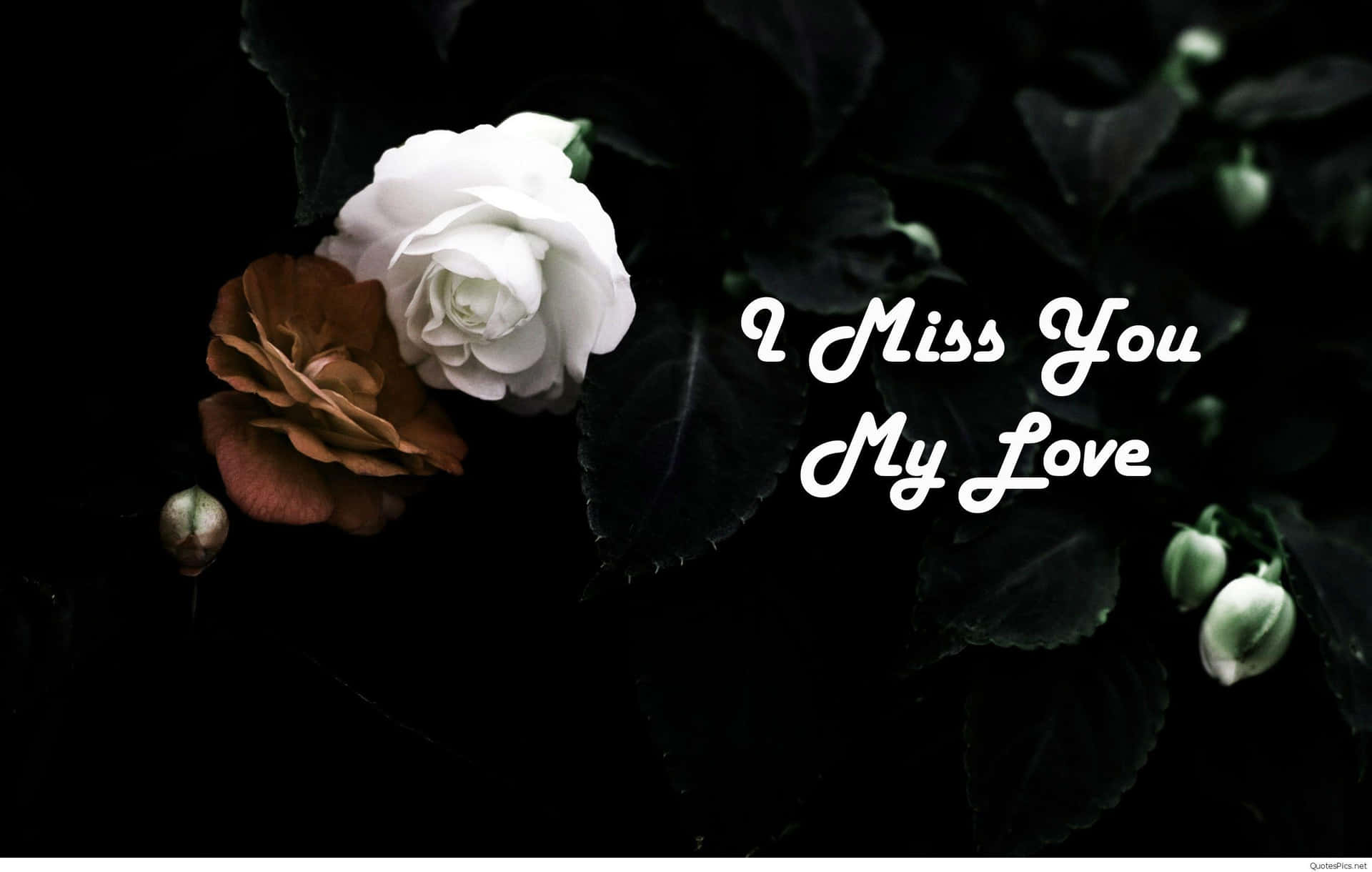 白色和棕色玫瑰，深色葉子，浪漫文字 I Miss You My Love。