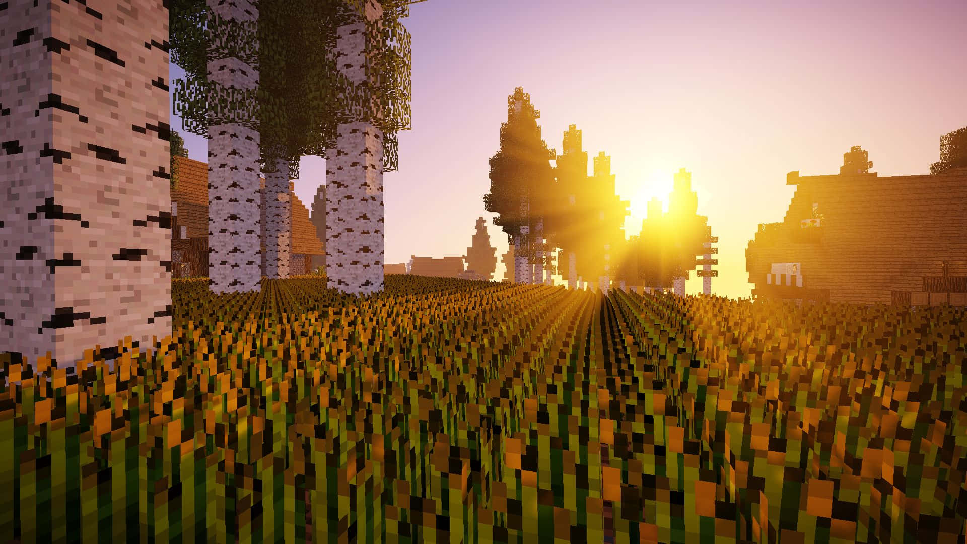 Minecraft 夕陽下的草地田野，有白樺樹和村莊房屋。