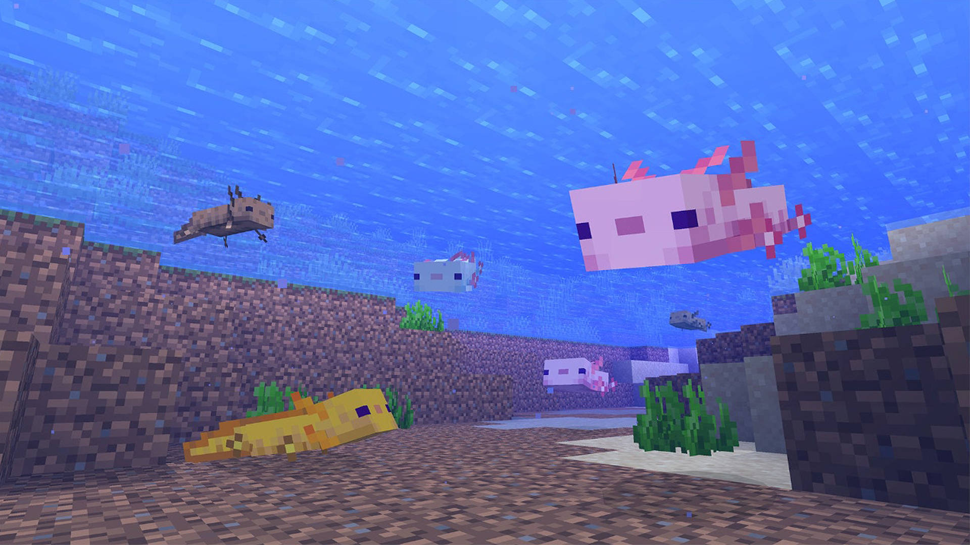 我的世界水下水熊 壁紙 — Minecraft 的像素化水下場景，色彩繽紛的魚在珊瑚和海床方塊附近游動。