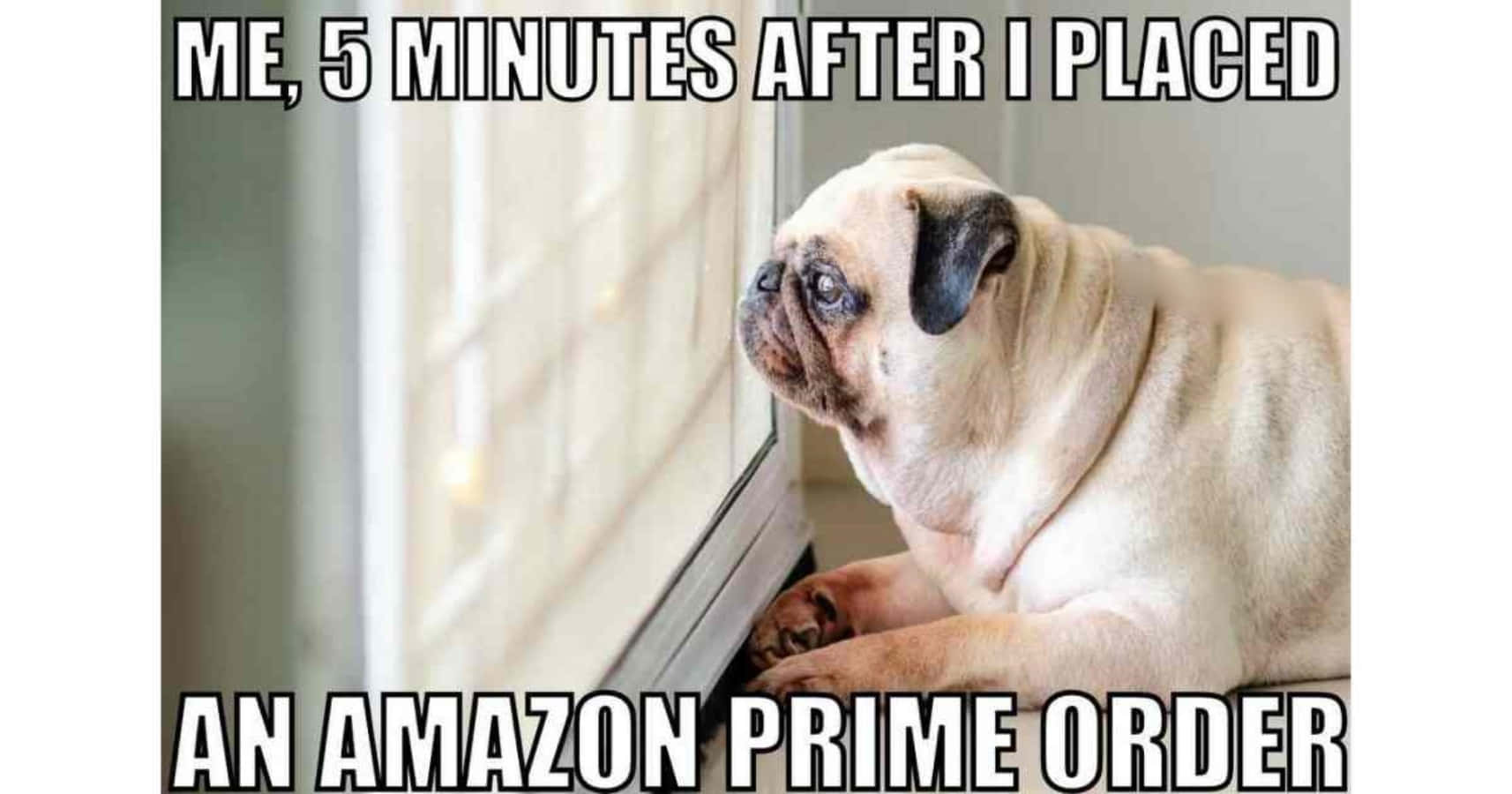 八哥犬在窗邊等待，剛下單了Amazon Prime