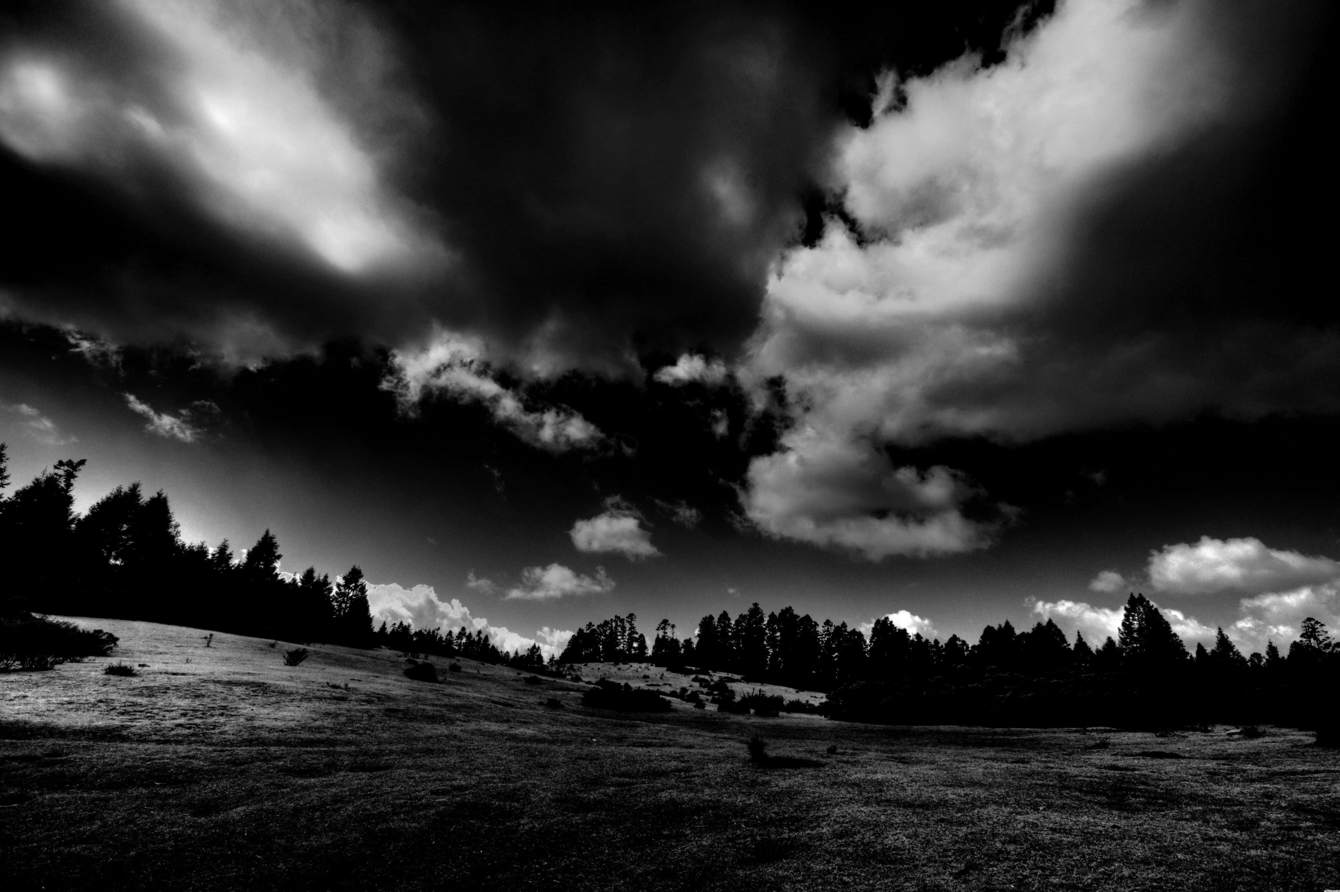 Contrast 桌布 壁紙 — 戲劇性的單色風景，高聳的雲層在由深色松樹環繞的草地上投下陰影。