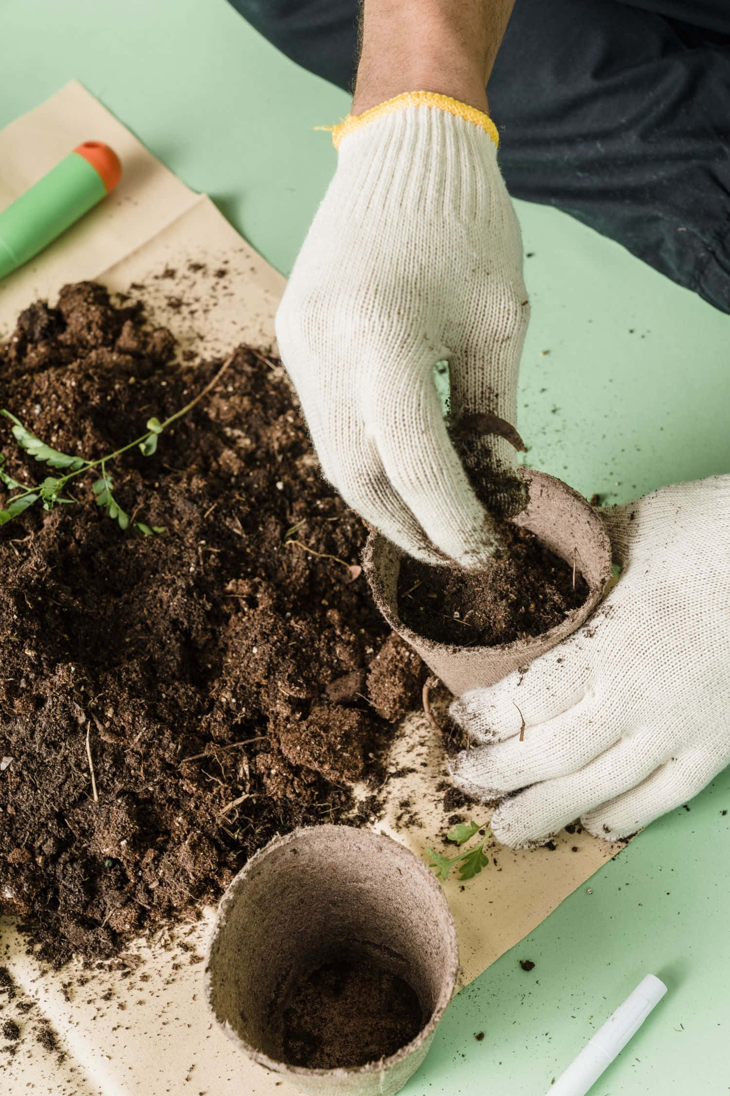 Compost 桌布 壁紙 — 戴住手套嘅手將細小綠色幼苗種入由肥沃泥土包圍嘅可生物降解花盆嘅特寫。
