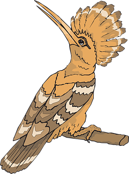 戴勝鳥插畫 壁紙