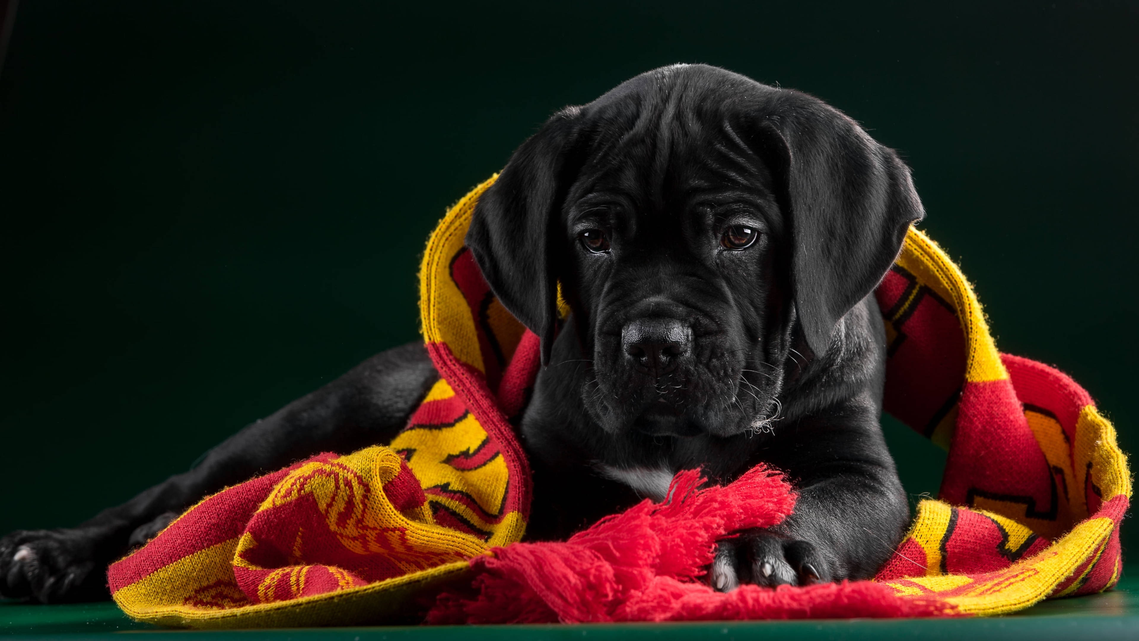 戴圍巾的卡內羅犬幼犬 壁紙 — 一隻黑色皺臉小狗裹著紅黃圖案毛毯，在深綠色背景上休息。
