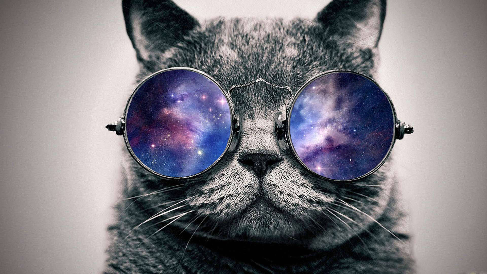 戴著帶有星系反射的眼鏡的灰色貓咪