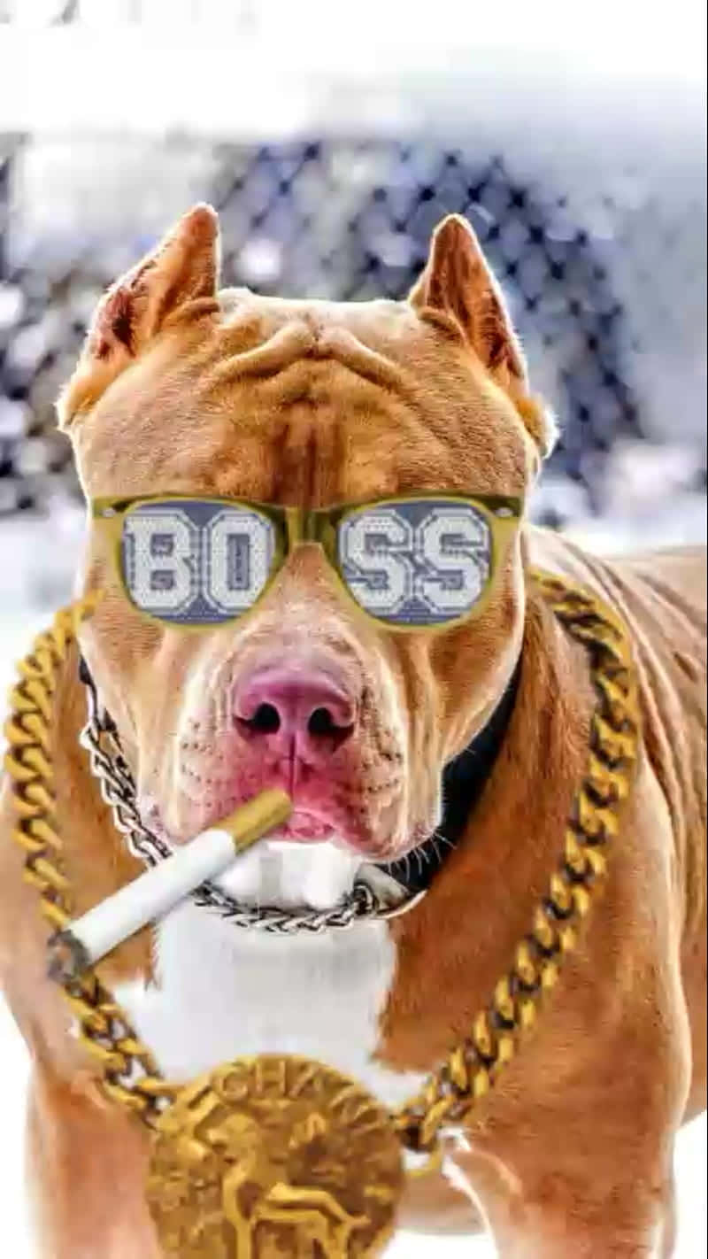 一隻棕褐色比特犬戴著太陽眼鏡和一條金鏈，嘴裡叼著一根香煙。