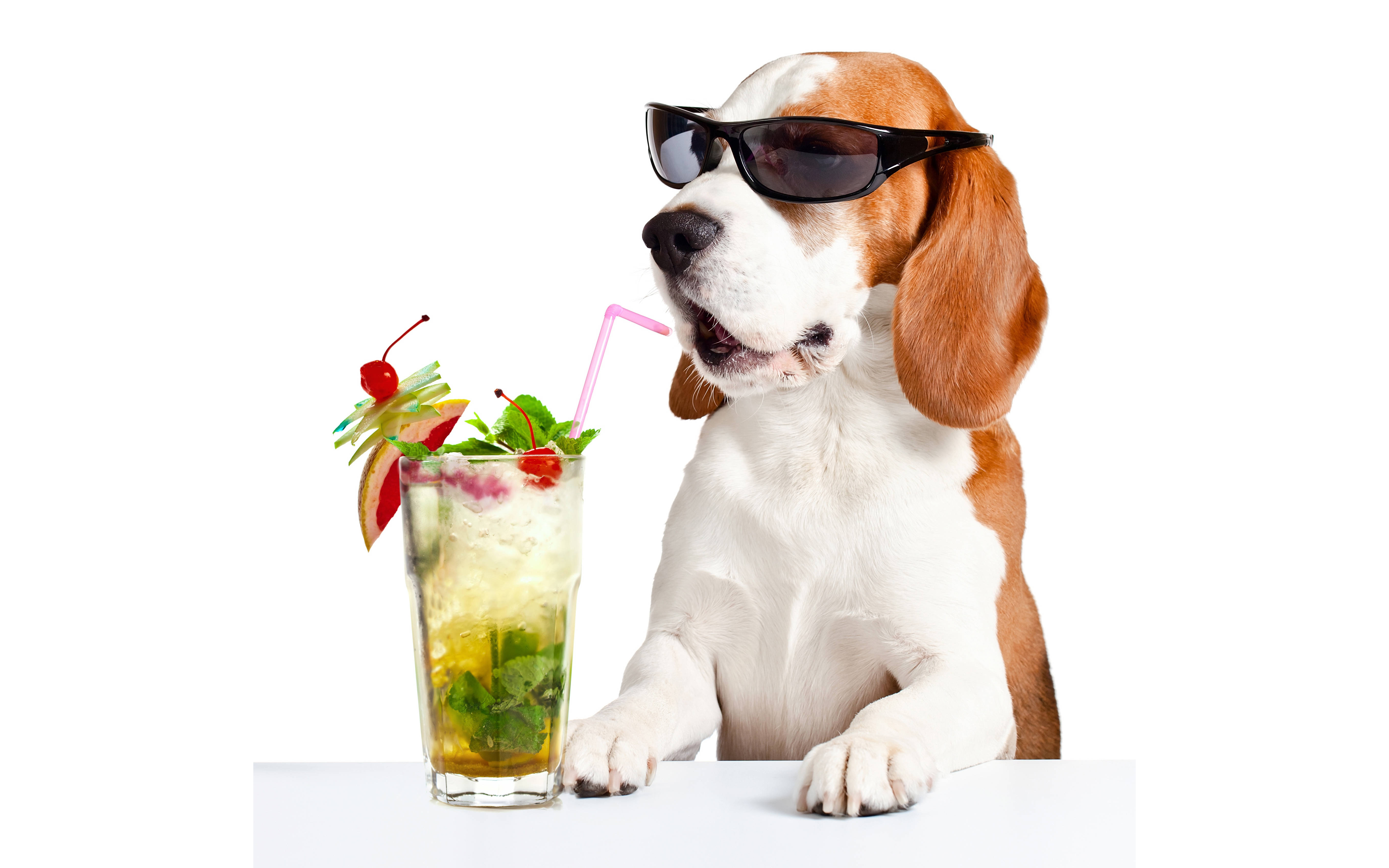 戴太陽眼鏡的比格犬與夏日雞尾酒 壁紙 — 一隻戴著太陽眼鏡的比格犬正在用粉紅色吸管啜飲一杯帶有櫻桃裝飾的熱帶雞尾酒。