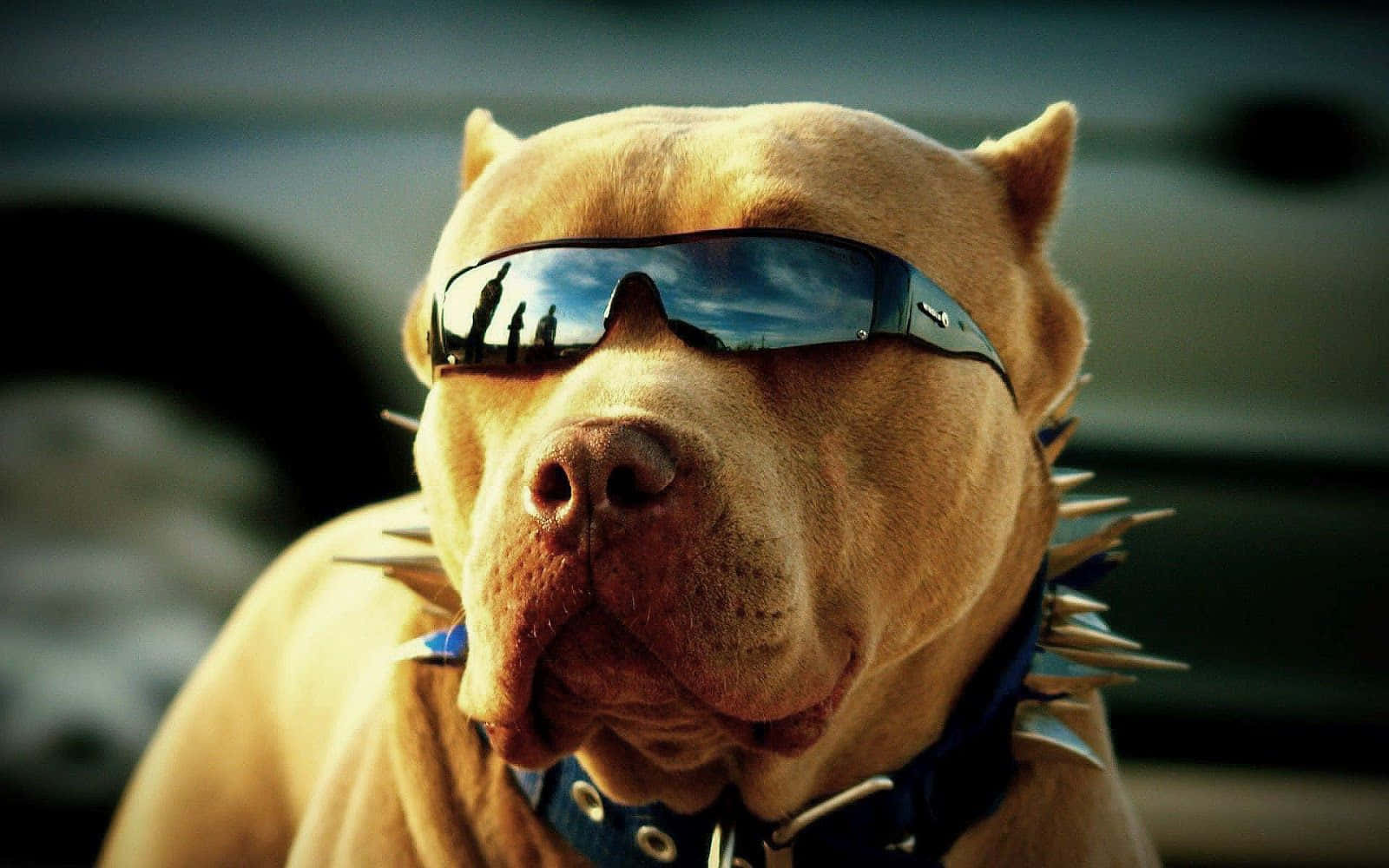 戴太陽眼鏡的酷帥小狗 壁紙 — 一隻棕褐色鬥牛犬戴著酷炫太陽眼鏡和釘項圈，自信地凝視鏡頭，背景有一輛模糊的汽車。