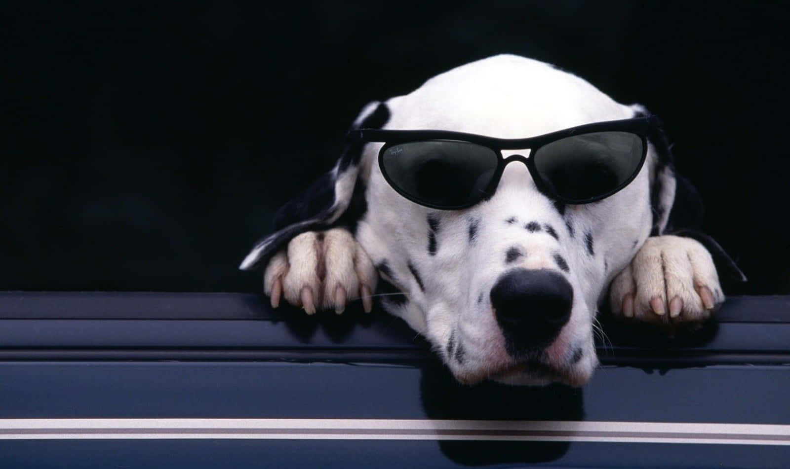 戴太陽眼鏡的酷帥斑點狗 壁紙 — 一隻戴著黑色太陽眼鏡的斑點狗，將爪子擱在車窗邊緣，探出車窗外。