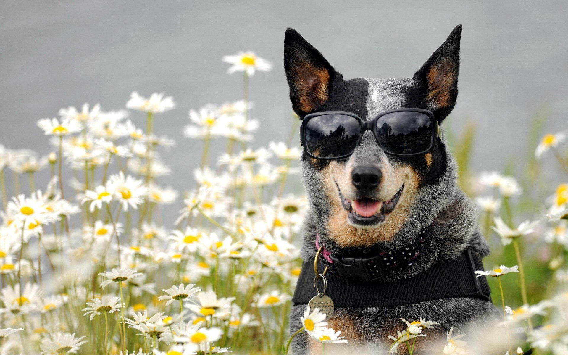 一隻戴著太陽眼鏡的跳牛犬在水邊的雛菊中微笑。
