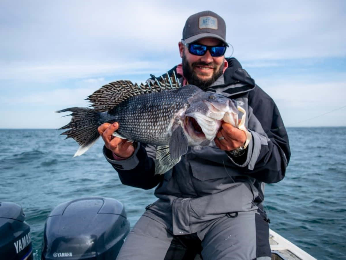 Black Sea Bass 桌布 壁紙 — 戴太陽眼鏡的鬍鬚漁夫在開放水域的船上自豪地展示一條捕獲的大斑點魚。