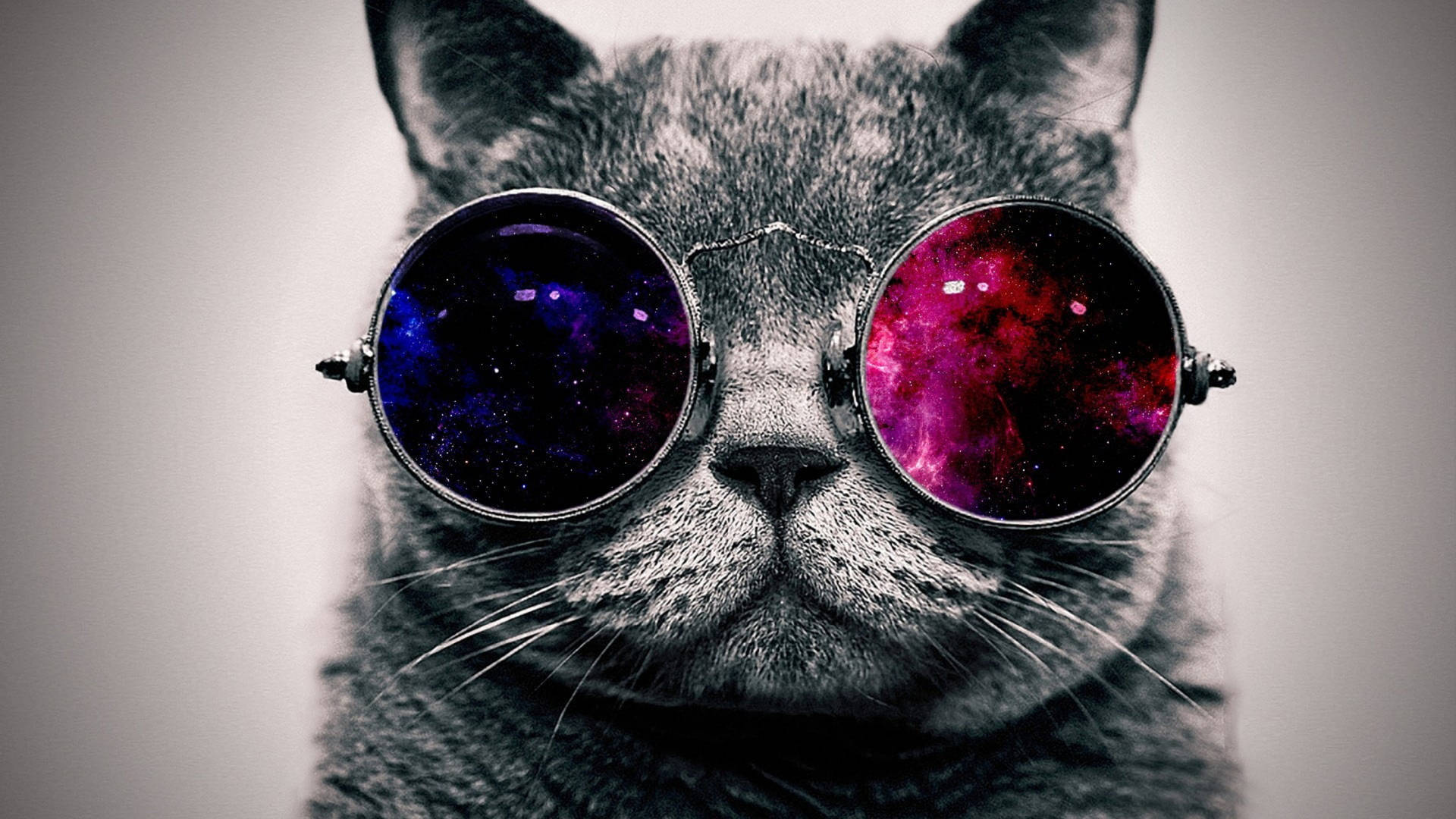 灰色貓咪戴著太陽眼鏡，鏡片反射出宇宙星系。