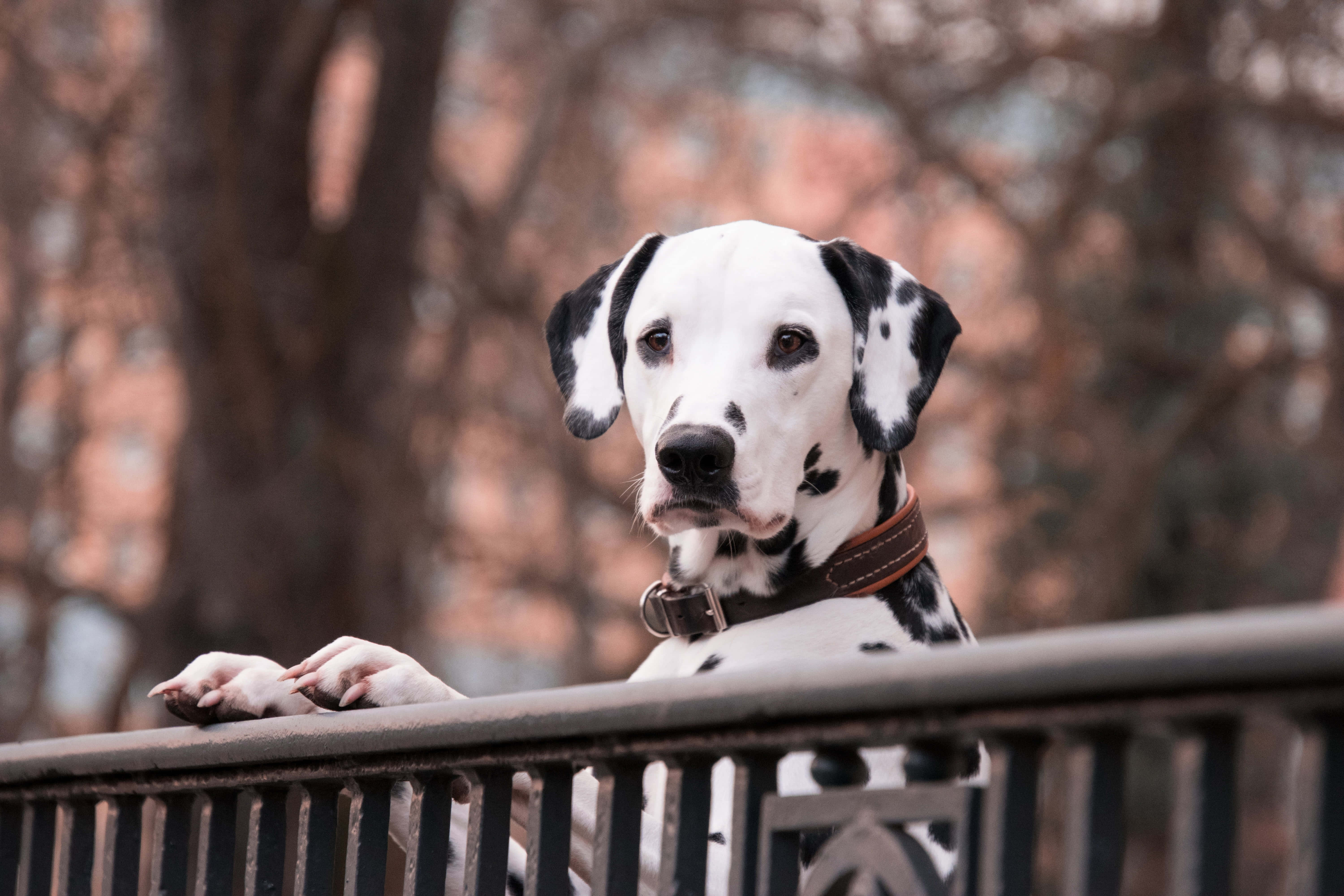 戴橙色項圈的可愛黑白達爾馬提亞幼犬 壁紙 — 一隻帶有黑色斑點的斑點狗將爪子放在金屬欄杆上，凝視前方，背景是柔和模糊的秋色。