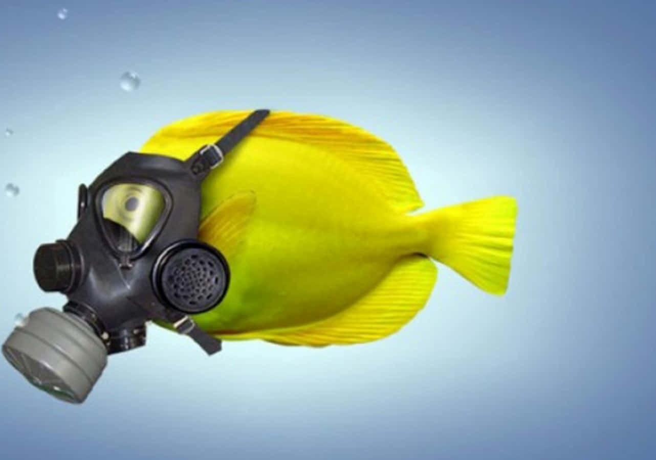 戴氧氣面罩的搞笑魚圖 壁紙 — 一條鮮黃色的魚戴著黑色防毒面具，氣泡在漸變藍色背景中漂浮。