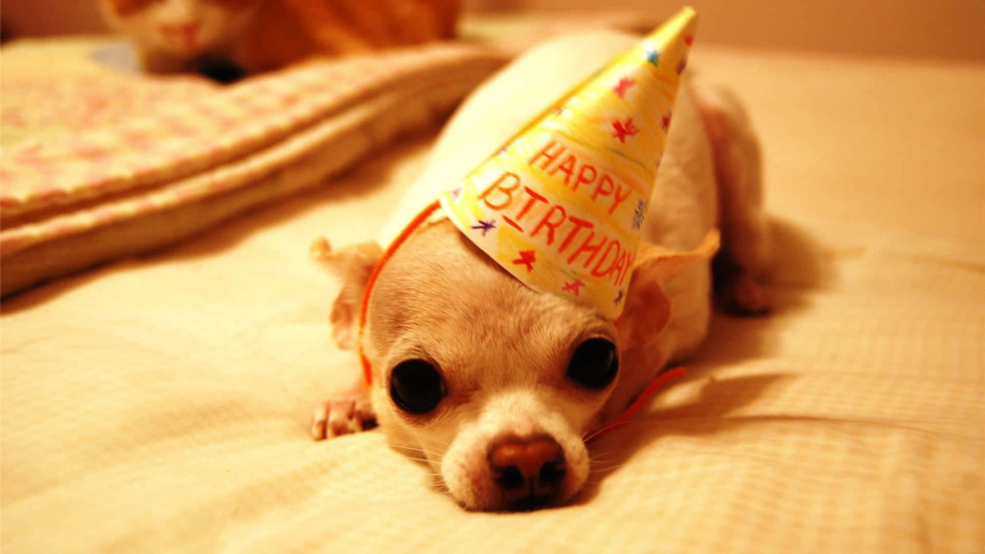 一隻戴著生日帽的小芝娃娃躺在床上。