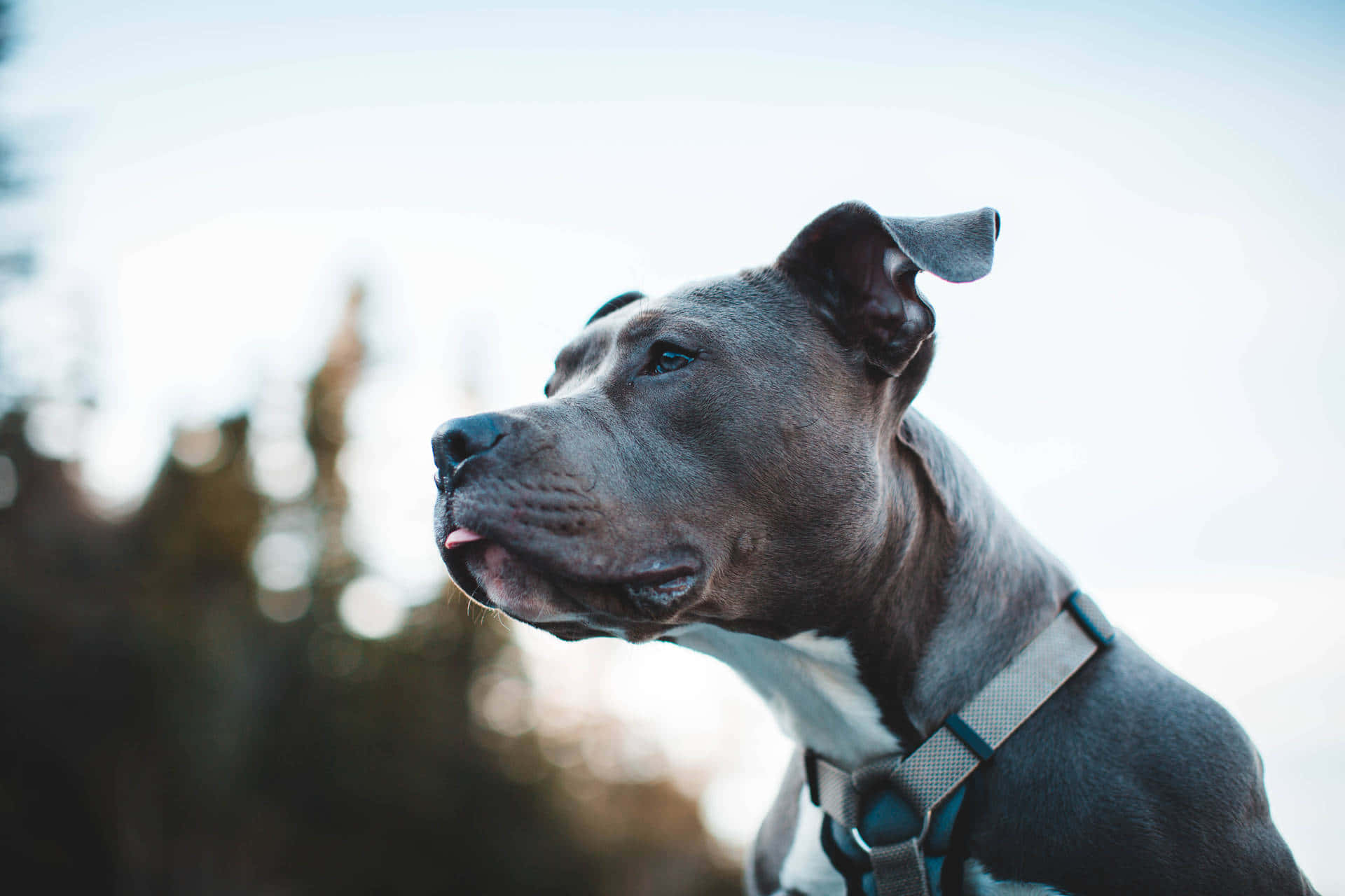 灰色比特犬穿著胸背帶在戶外向上看