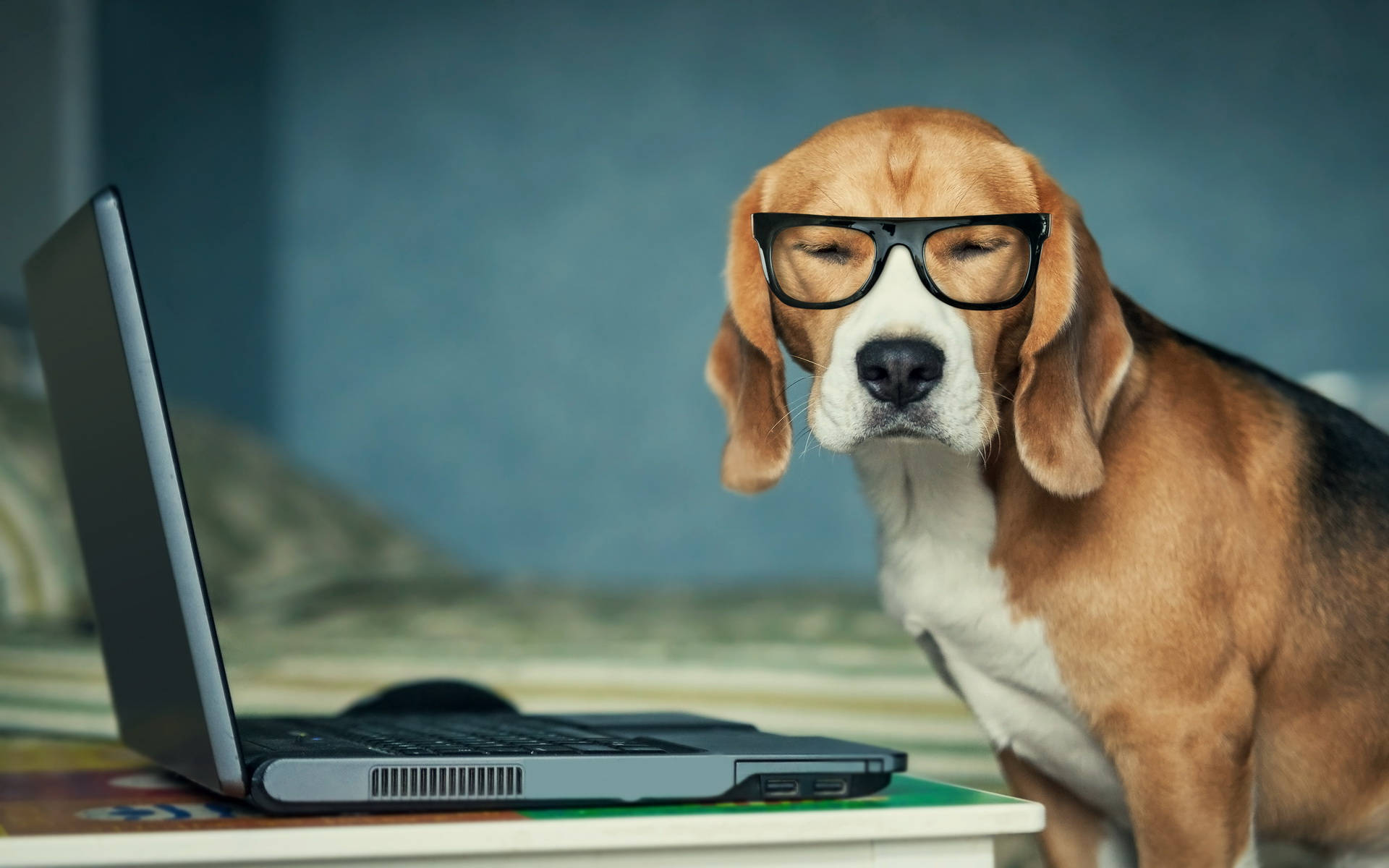 戴眼鏡工作的比格犬 壁紙 — 一隻比高犬戴着超大的黑色眼鏡，坐在一張模糊背景的桌子上，旁邊放着一部打開的筆記型電腦。