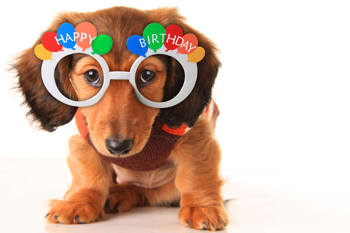 白色背景上，一隻戴著生日眼鏡和毛衣的臘腸犬幼犬。