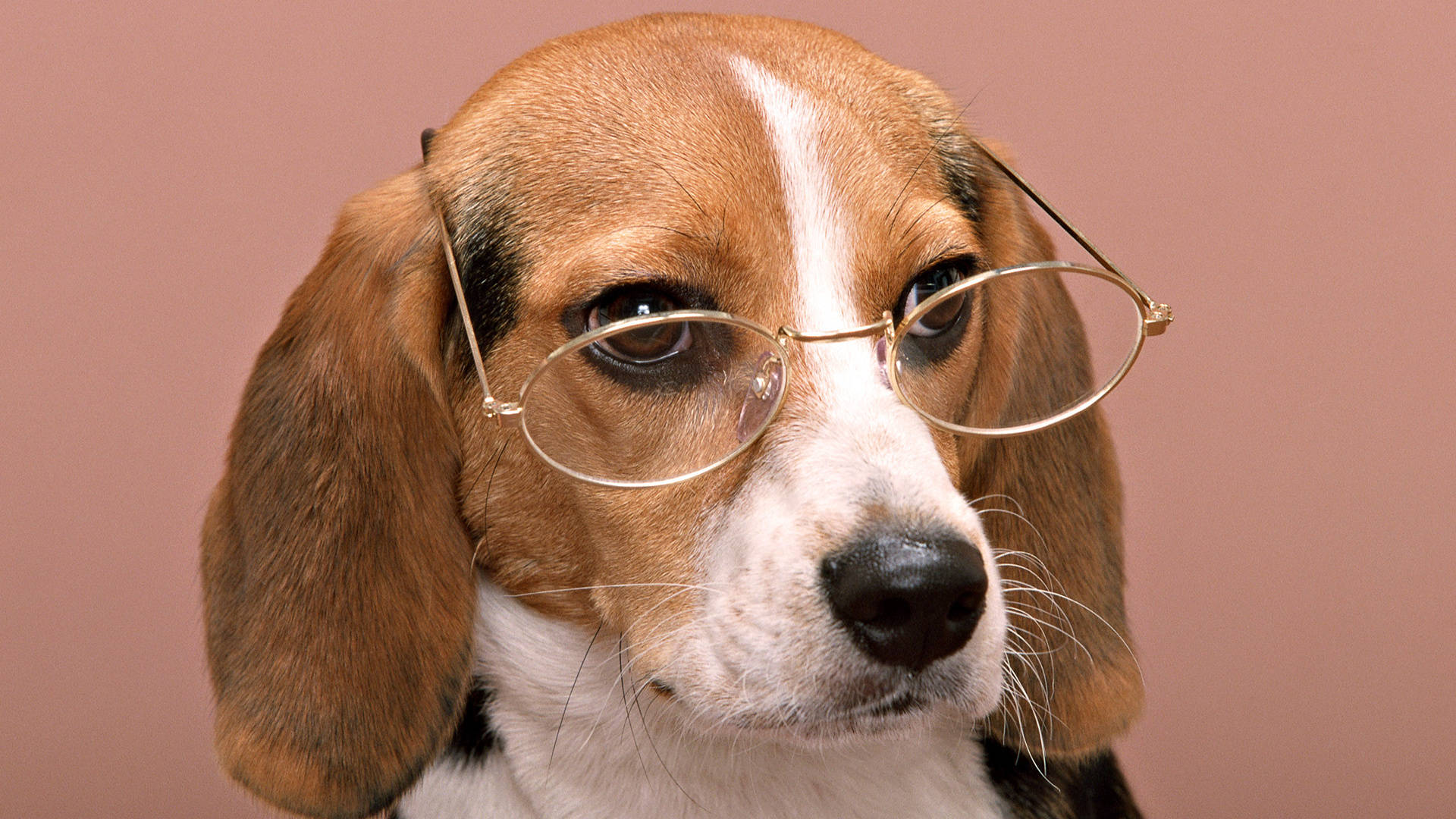 戴眼鏡的智慧比格犬 壁紙 — 一隻戴著圓框眼鏡的比格犬在純粉紅色背景下直視鏡頭。