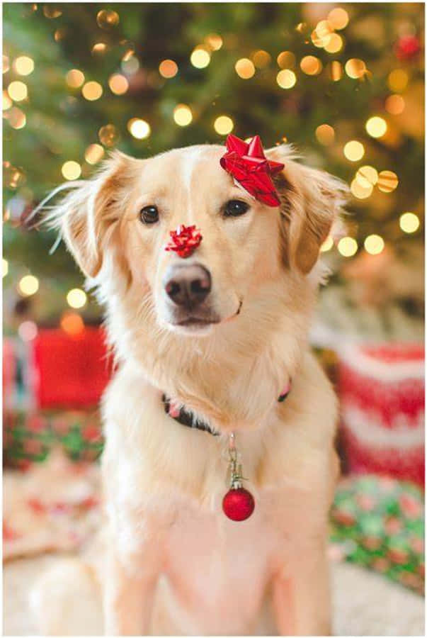 戴紅絲帶的金毛犬與聖誕樹 壁紙 — 一隻金毛尋回犬戴着節日紅色蝴蝶結和裝飾品，坐在閃爍的聖誕樹前。