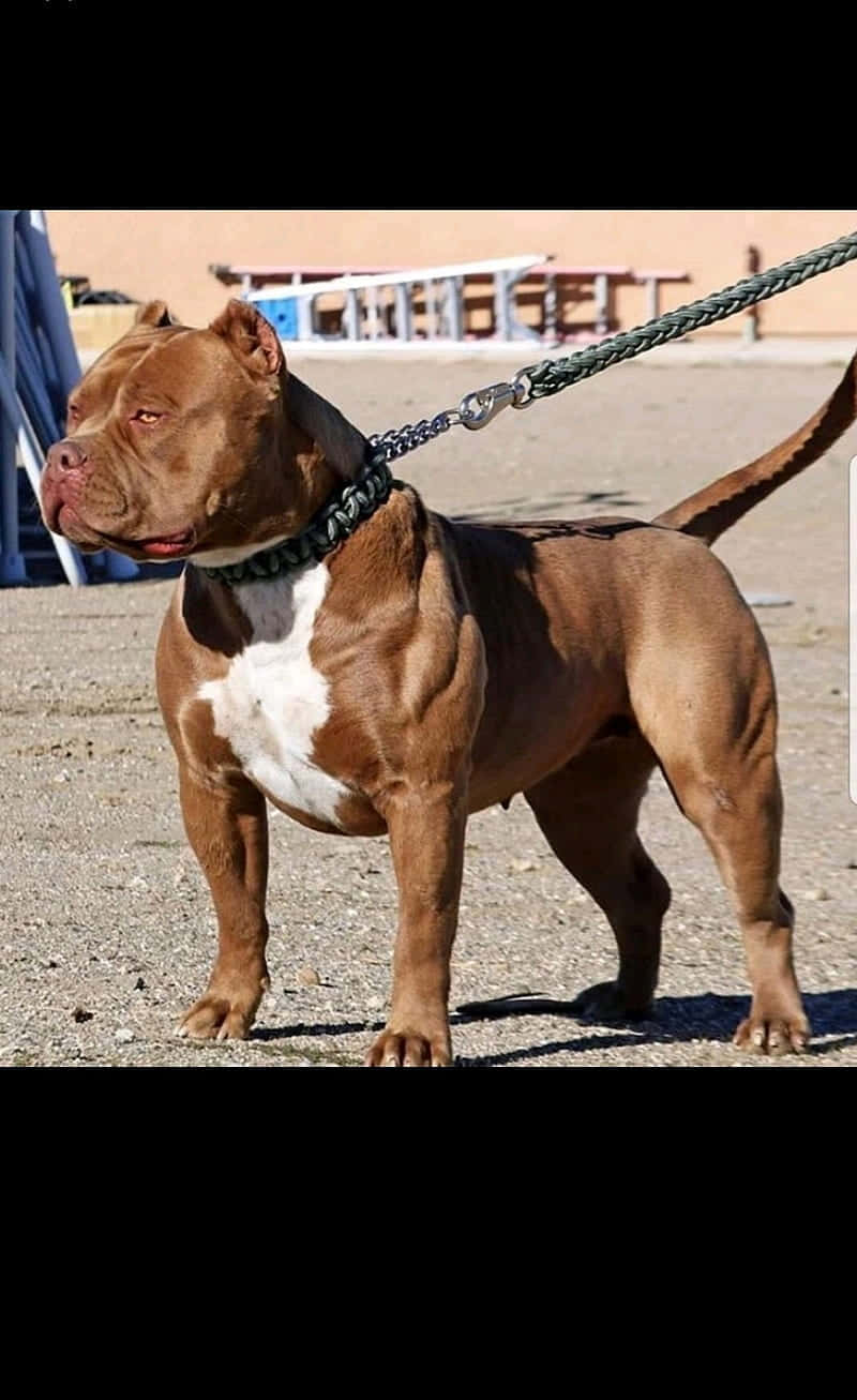 一隻棕白色比特犬站在碎石上，繫著狗繩。