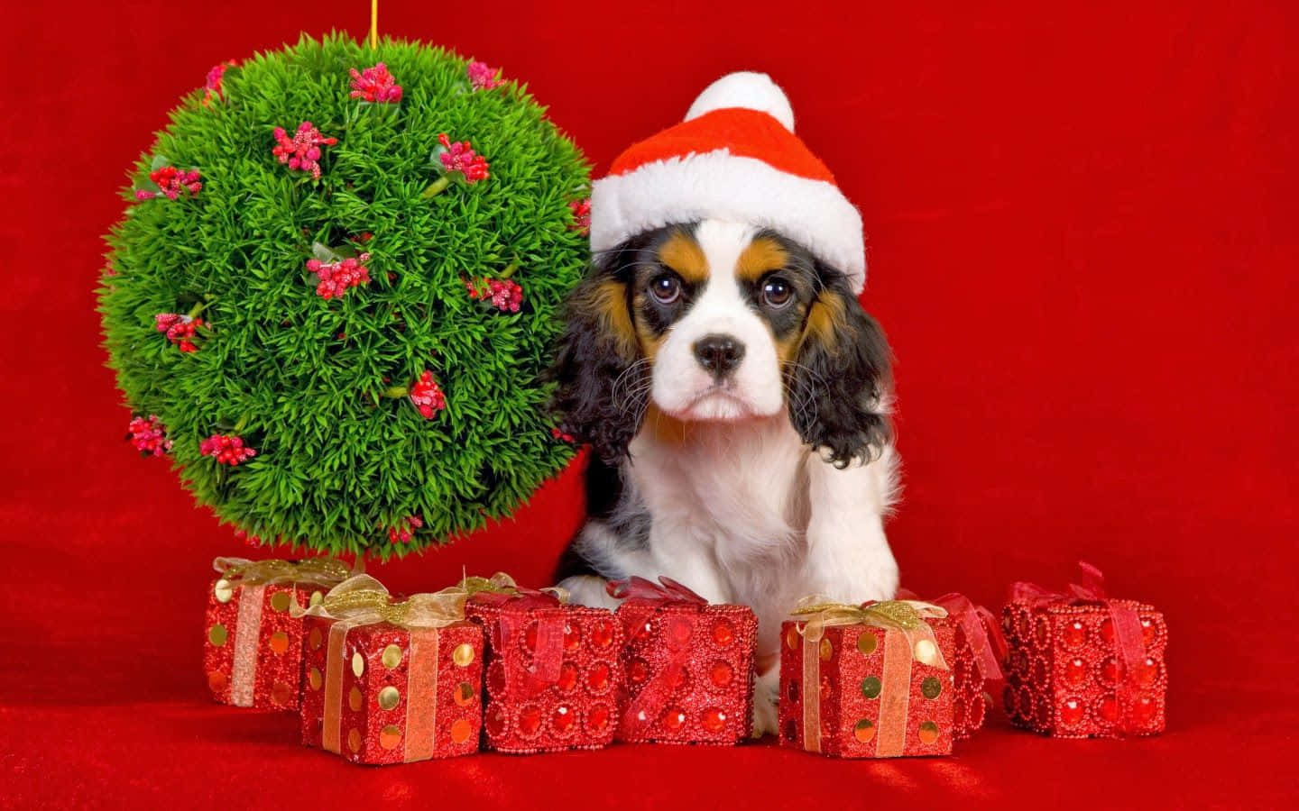 戴聖誕帽的查理王小獵犬聖誕照 壁紙 — 一隻可愛的卡瓦利亞國王查理斯犬小狗戴著聖誕帽，坐在紅色禮物盒旁邊，旁邊有一個綠色聖誕裝飾，背景是鮮豔的紅色。