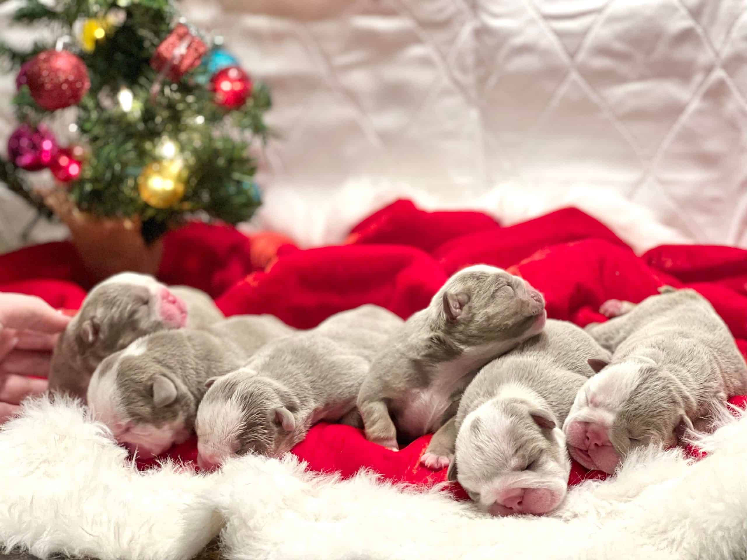 戴聖誕帽的比特犬幼犬 壁紙 — 細小灰色新生小狗在裝飾好的聖誕樹旁邊的紅色毯子上安詳地睡覺。