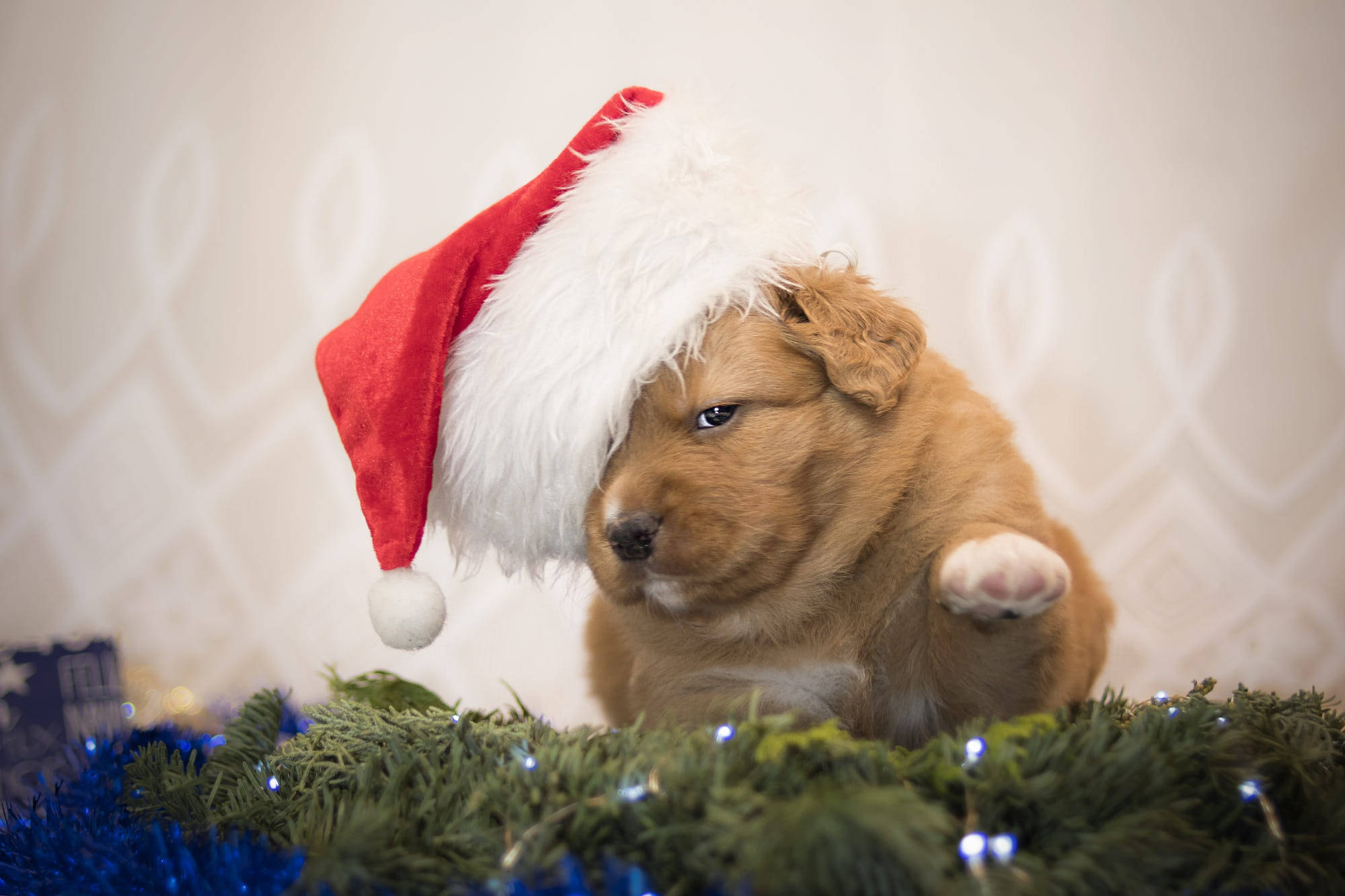 戴聖誕帽的毛茸茸可愛幼犬 壁紙 — 一隻毛茸茸的金色小狗戴著紅色聖誕帽，坐在綠色花環上，周圍有閃爍的燈光。
