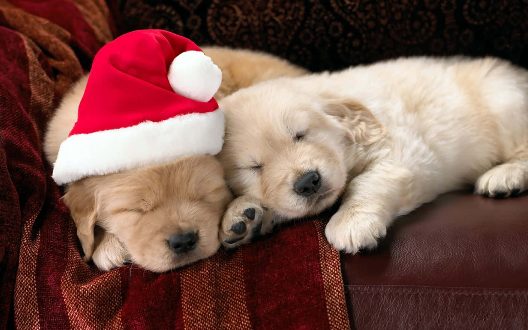 戴聖誕帽的金毛幼犬聖誕睡姿 壁紙 — 兩隻睏倦的金毛尋回犬幼犬蜷縮在一張紅色毯子上，一隻戴著聖誕帽，兩者都在皮沙發上睡著了。