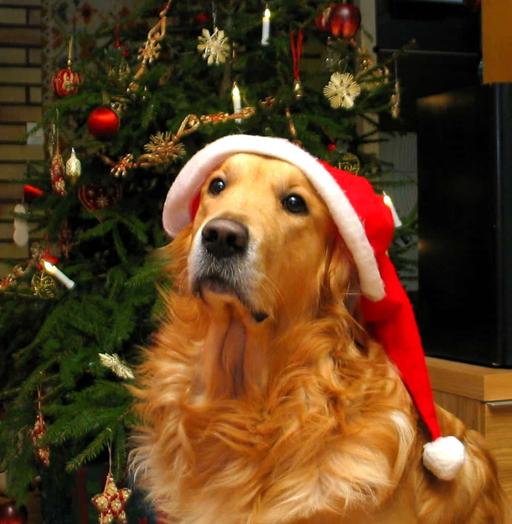 戴聖誕帽的金毛犬 壁紙 — 一隻戴著紅色聖誕帽的金毛尋回犬平靜地坐在裝飾著閃爍燈光和飾品的聖誕樹前。