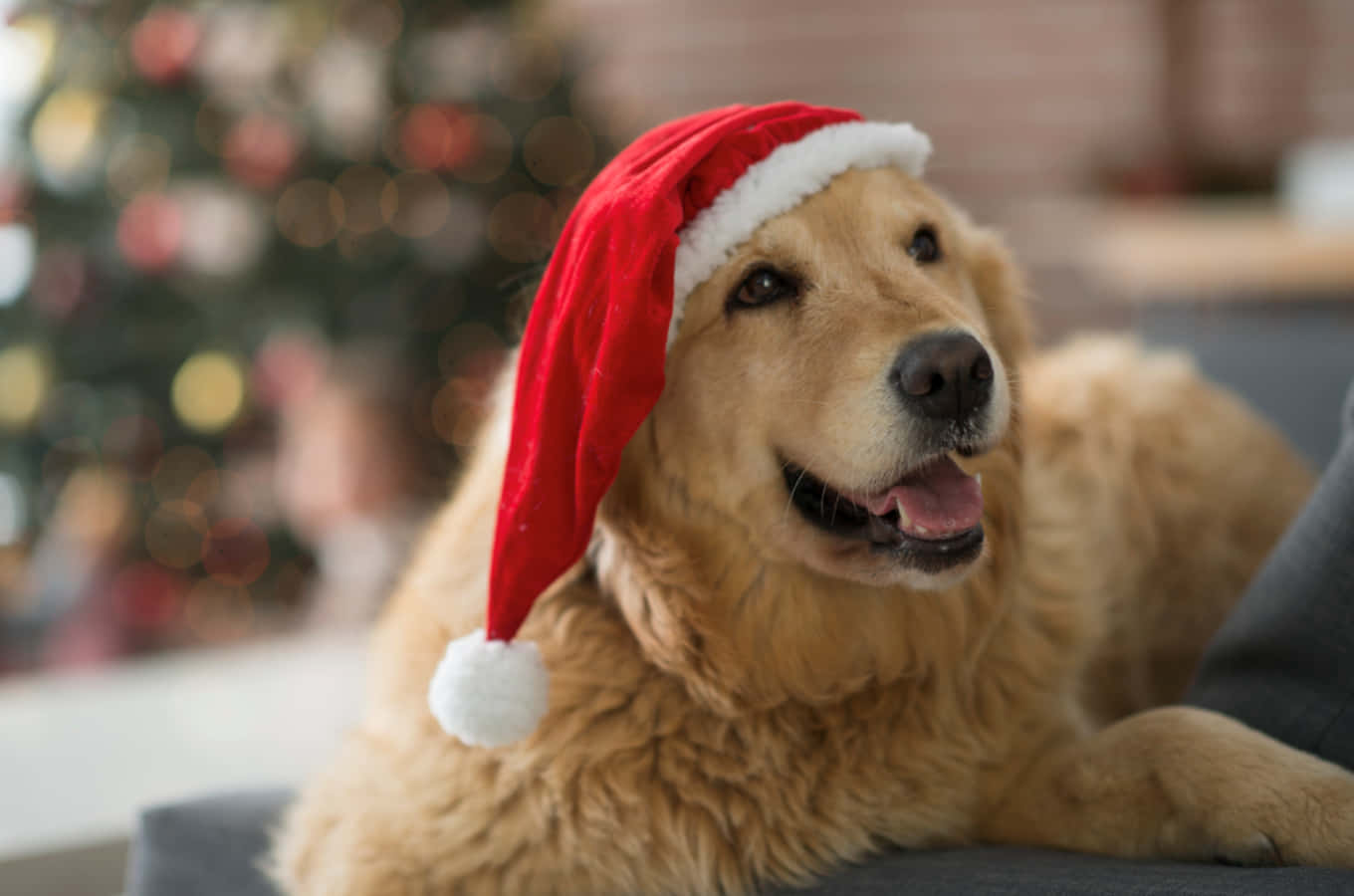戴聖誕帽開心金毛犬照片 壁紙 — 一隻金毛尋回犬戴著紅色聖誕帽，在沙發上放鬆，背景有模糊的聖誕樹，開心地微笑。