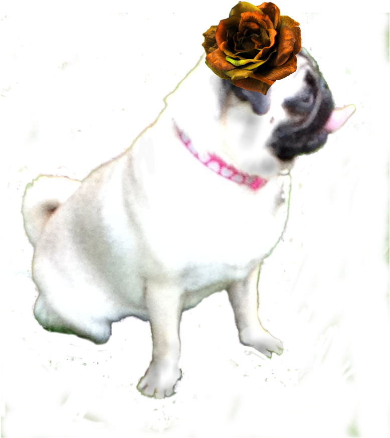 戴花帽嘅八哥犬 壁紙