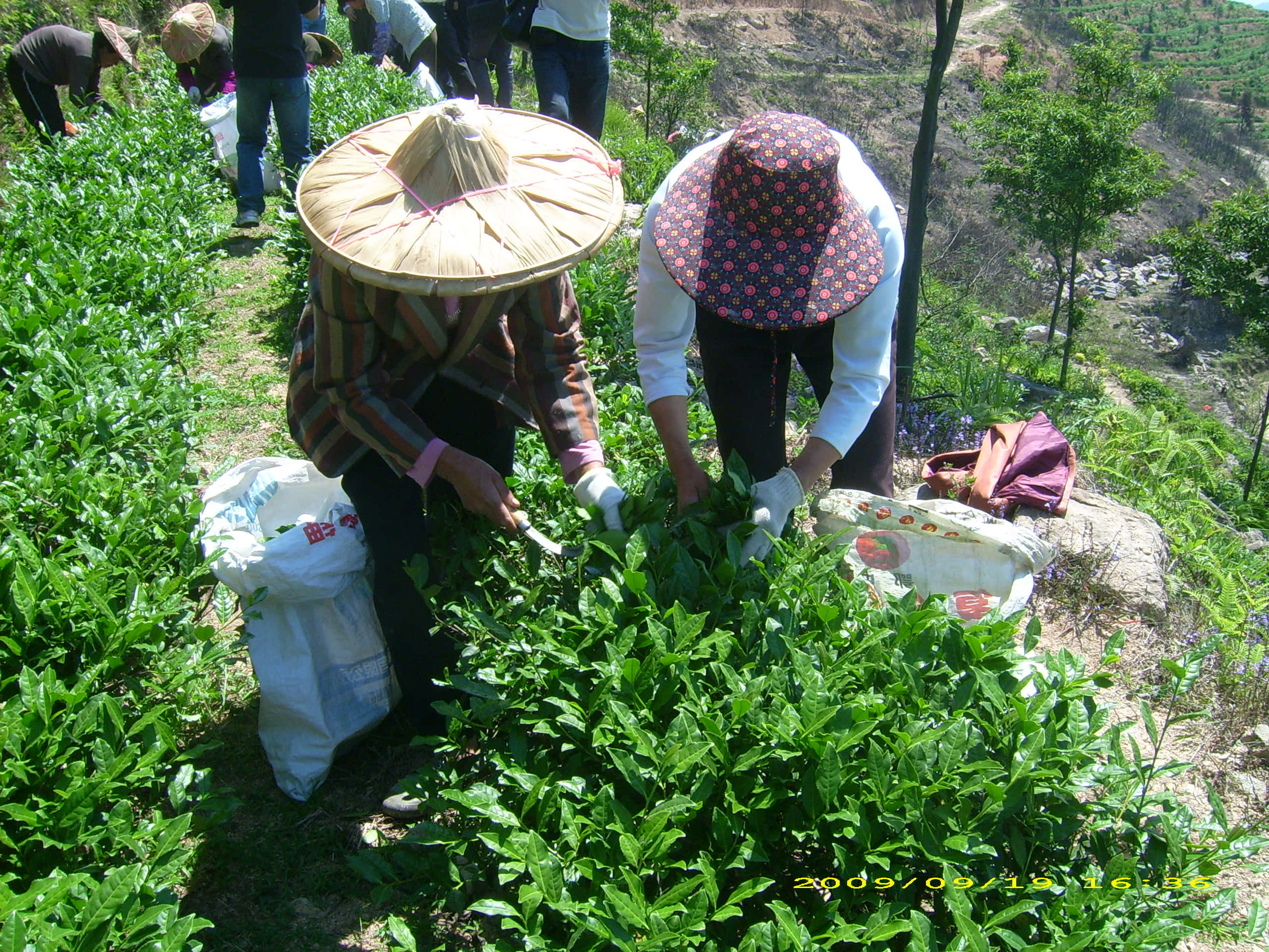 Organic Farming 桌布 壁紙 — 戴著寬邊帽的農夫在陽光明媚的山地田野中採收新鮮綠茶葉。