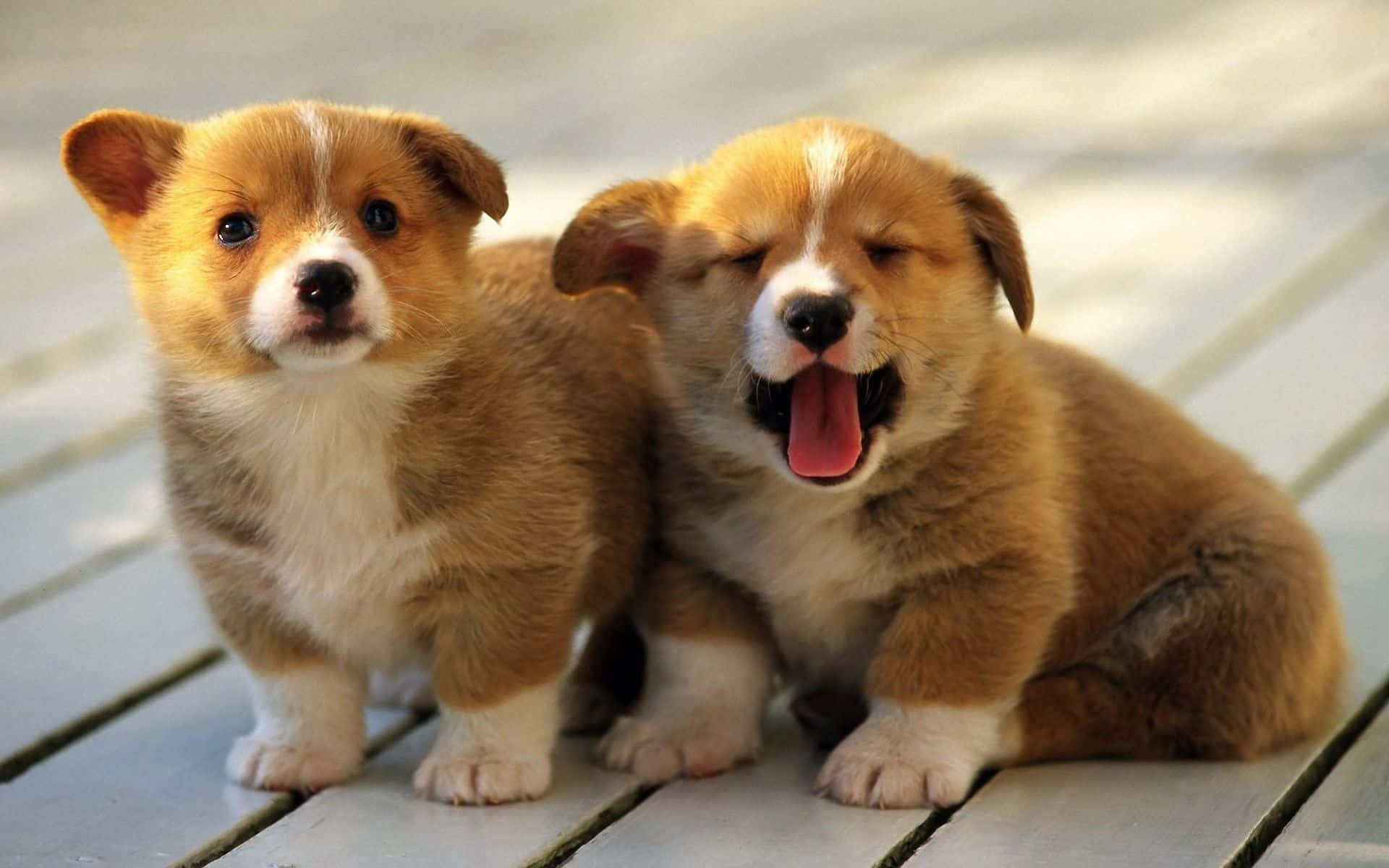 兩隻毛茸茸的哥基幼犬，一隻打呵欠，另一隻在木甲板上看著相機。