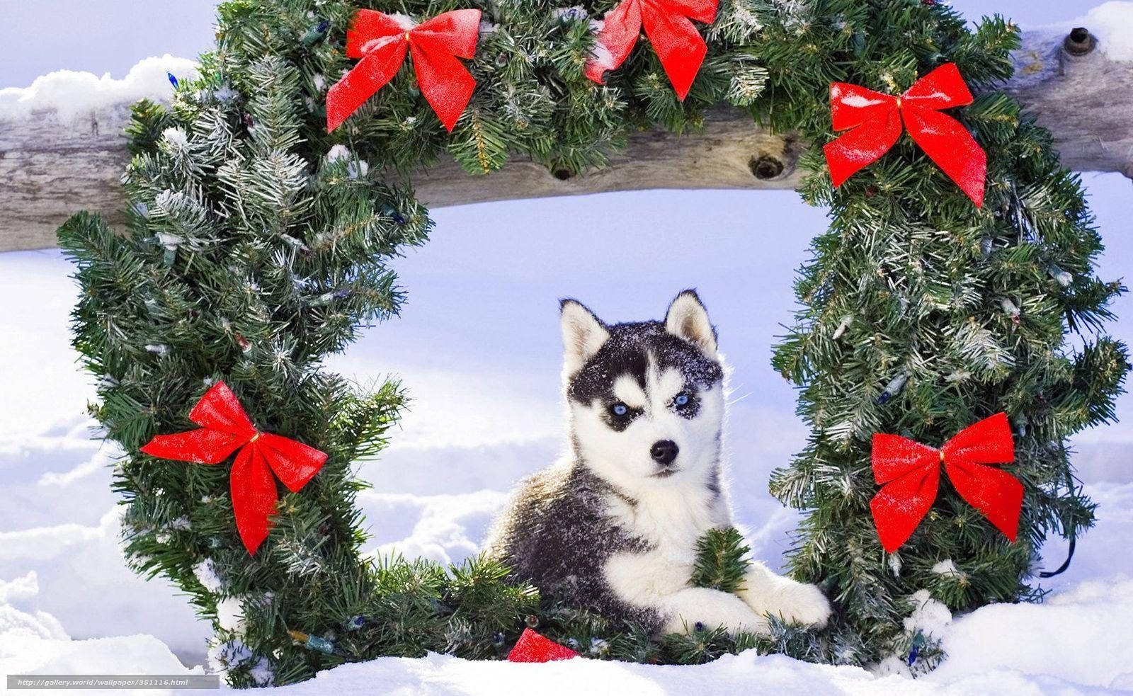 戴著綠色花環的哈士奇幼犬 壁紙 — 一隻毛茸茸的哈士奇幼犬，有著引人注目的藍色眼睛，坐在雪地裡，被一個裝飾著紅色蝴蝶結的節日綠色花環環繞。