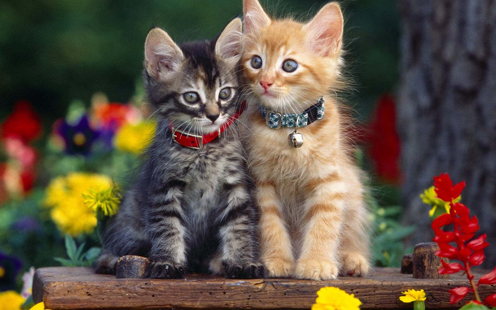 戴著配對貓鈴鐺的可愛貓咪頭像 壁紙 — 兩隻可愛嘅小貓，一隻虎斑色，一隻薑黃色，一齊坐喺木頭表面，周圍有色彩繽紛嘅花朵。
