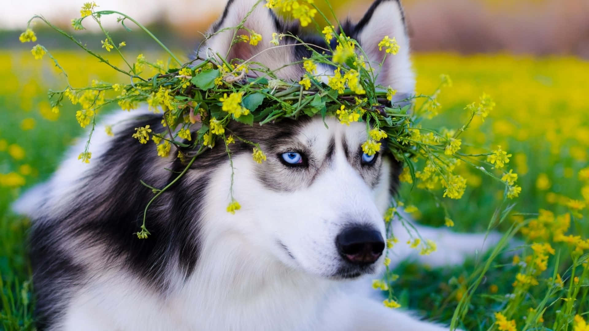 戴花冠的哈士奇在陽光草地