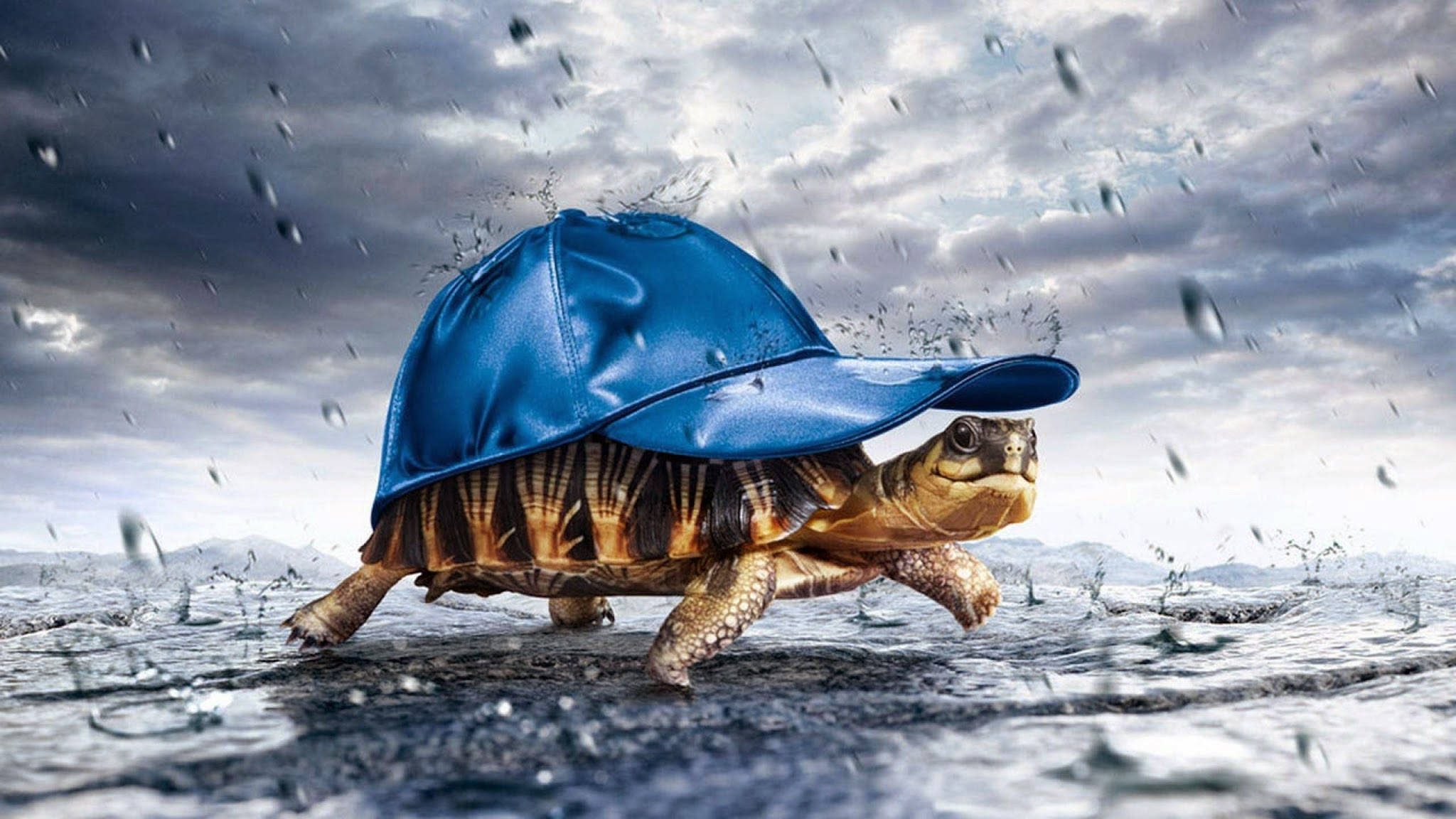 戴藍帽子的海龜 壁紙 — 一隻戴著藍色棒球帽的烏龜在暴風雨的天空下，大步走過濺起雨花的水面。