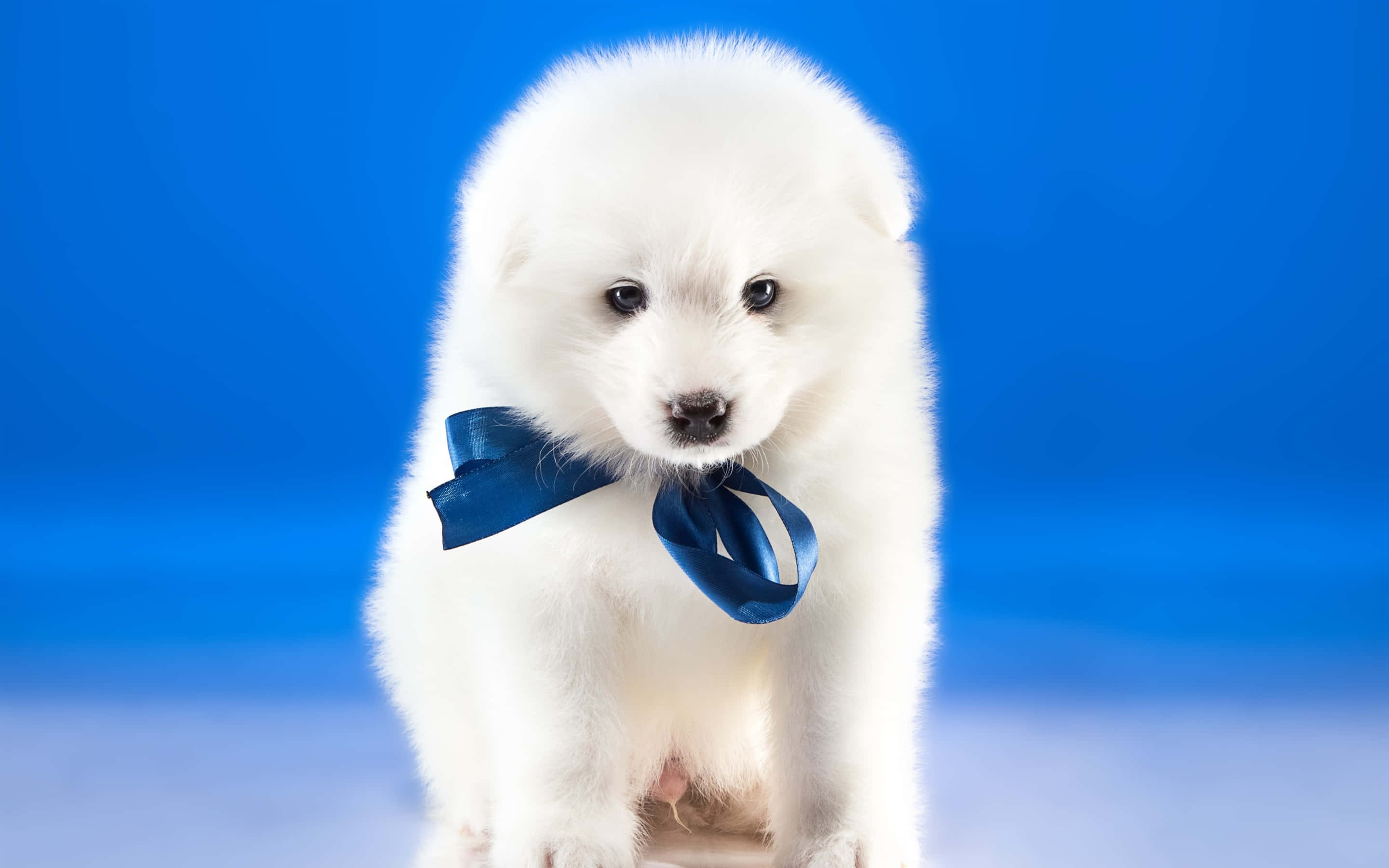 戴藍色絲帶的白犬幼犬照片 壁紙 — 一隻毛茸茸的白色小狗，深色眼睛，在純藍色背景上戴著藍色絲帶。