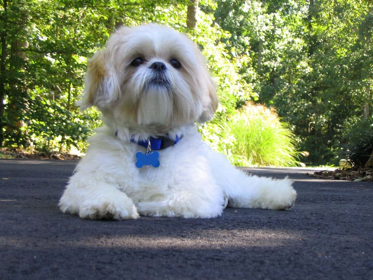 毛茸茸的白色西施犬，戴著藍色項圈和骨頭標籤，在森林中的鋪砌小路上。
