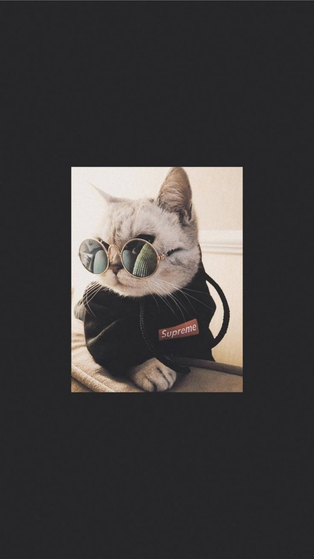 一隻戴著太陽眼鏡和Supreme連帽衫的時尚貓咪坐在室內。 — 文青貓 GIF 壁紙