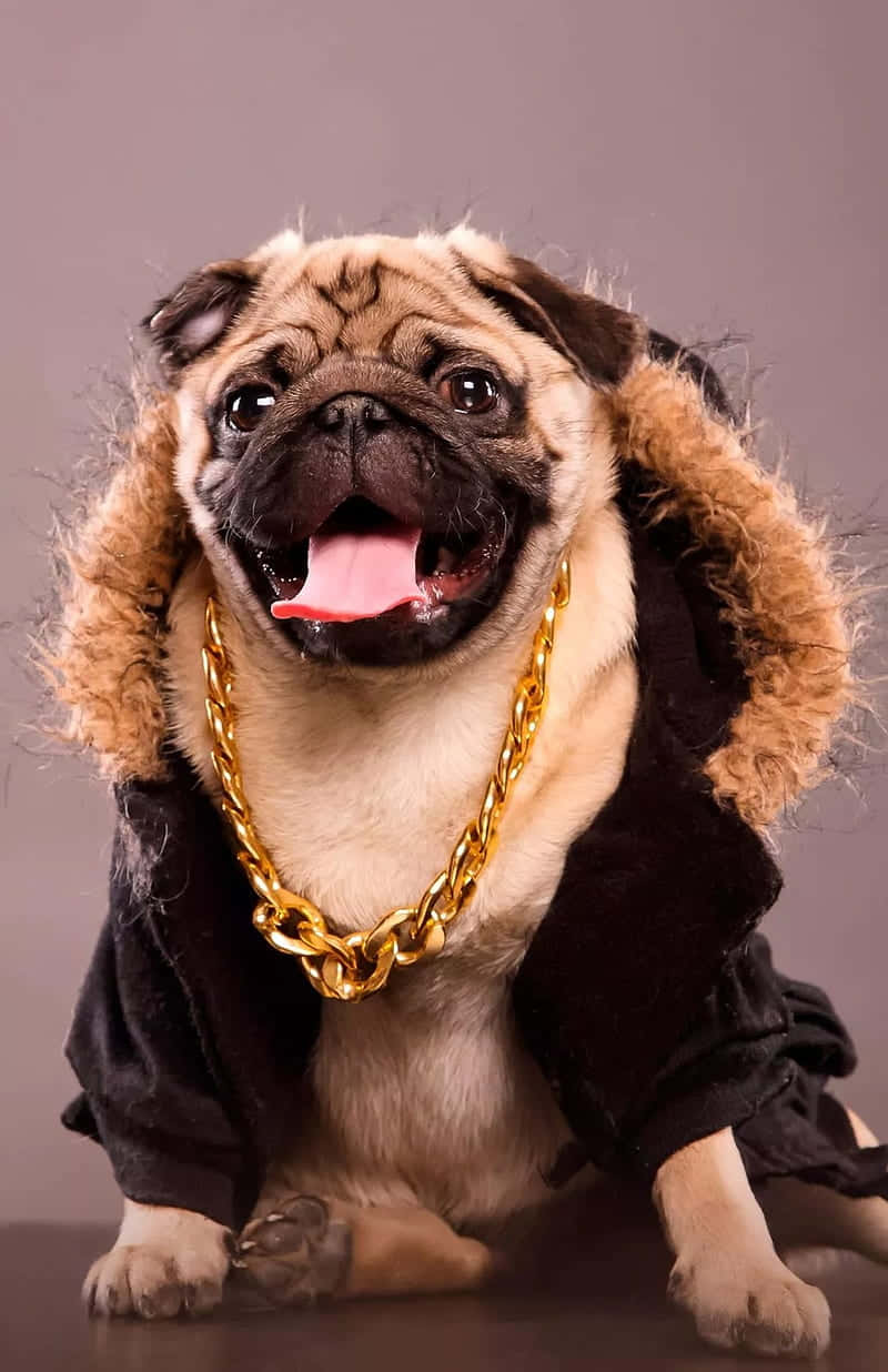 一隻巴哥犬穿著黑色毛絨連帽外套和一條金鏈項鍊。