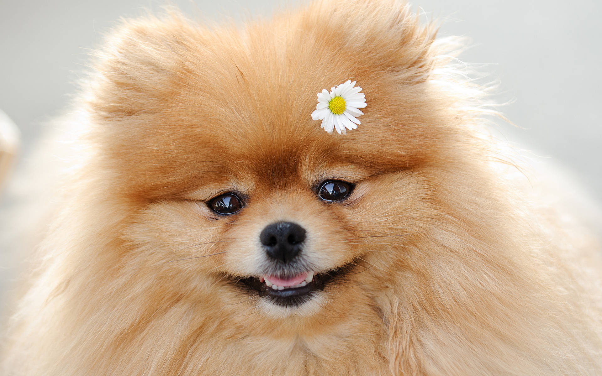 毛茸茸的橙色博美犬，額頭上有朵雛菊，微笑著。