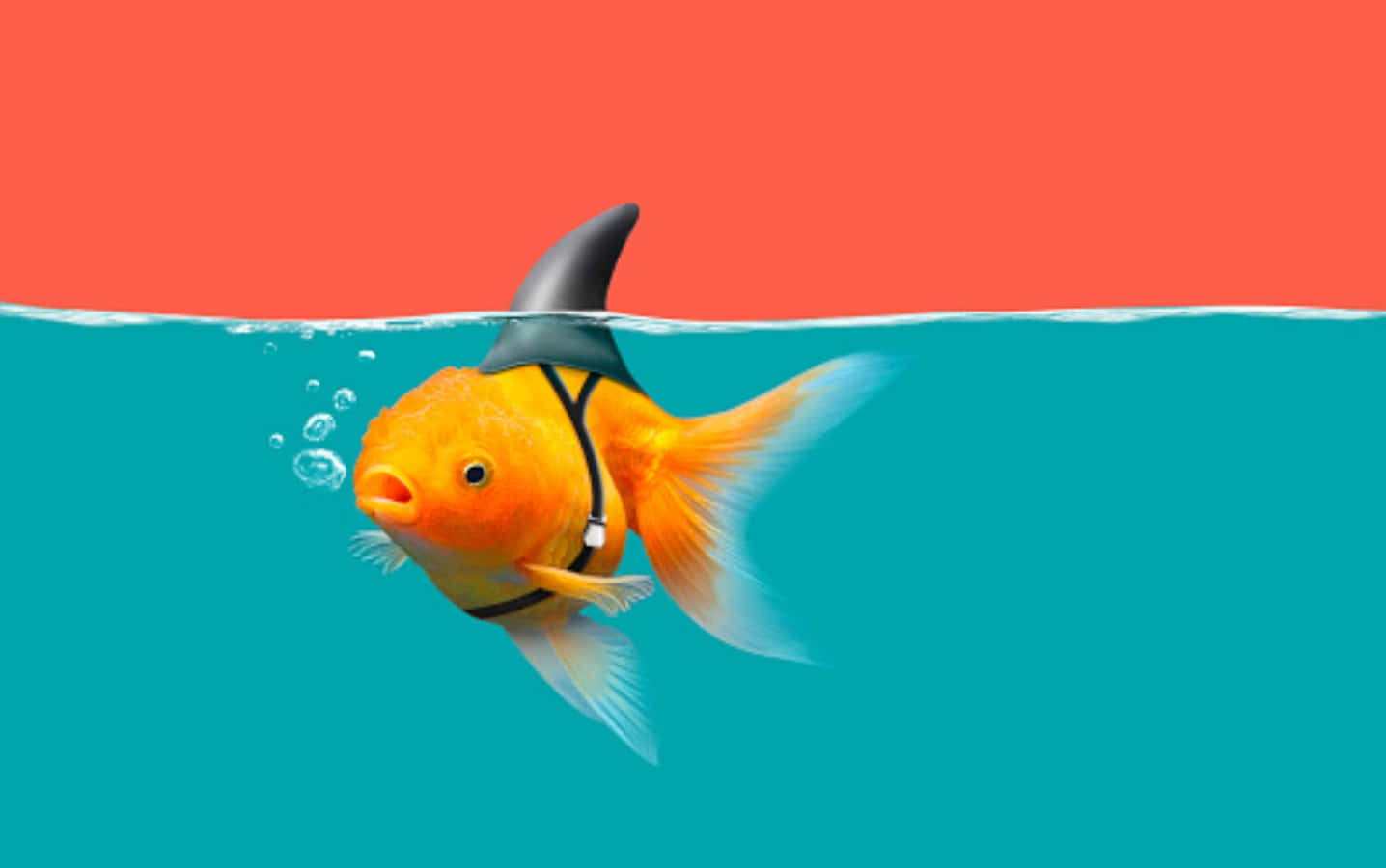 戴鯊魚鰭的搞笑金魚圖 壁紙 — 一條卡通金魚戴著鯊魚鰭，在鮮明的珊瑚色和藍綠色背景下於水中游動。