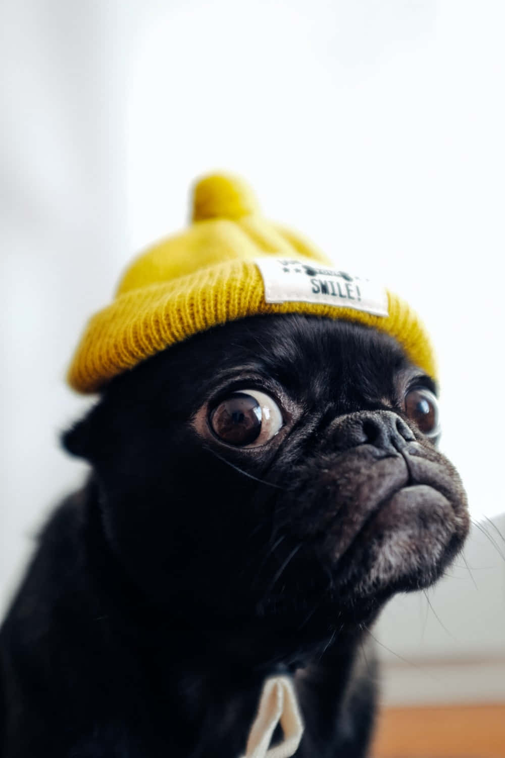 戴黃帽子的黑色搞笑鬥牛犬圖 壁紙 — 一隻黑色八哥犬睜大眼睛，戴著一頂亮黃色針織無簷帽，上面有笑臉補丁。