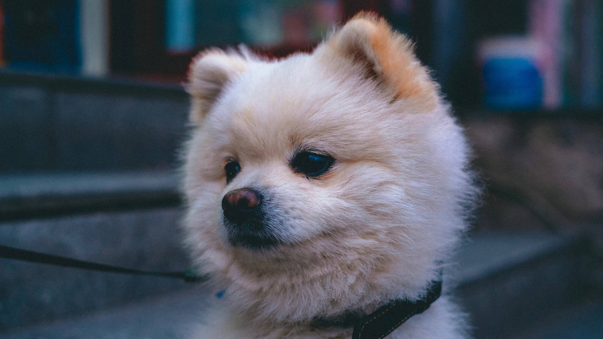 毛茸茸的奶油色博美犬繫著牽繩，若有所思地看著戶外。